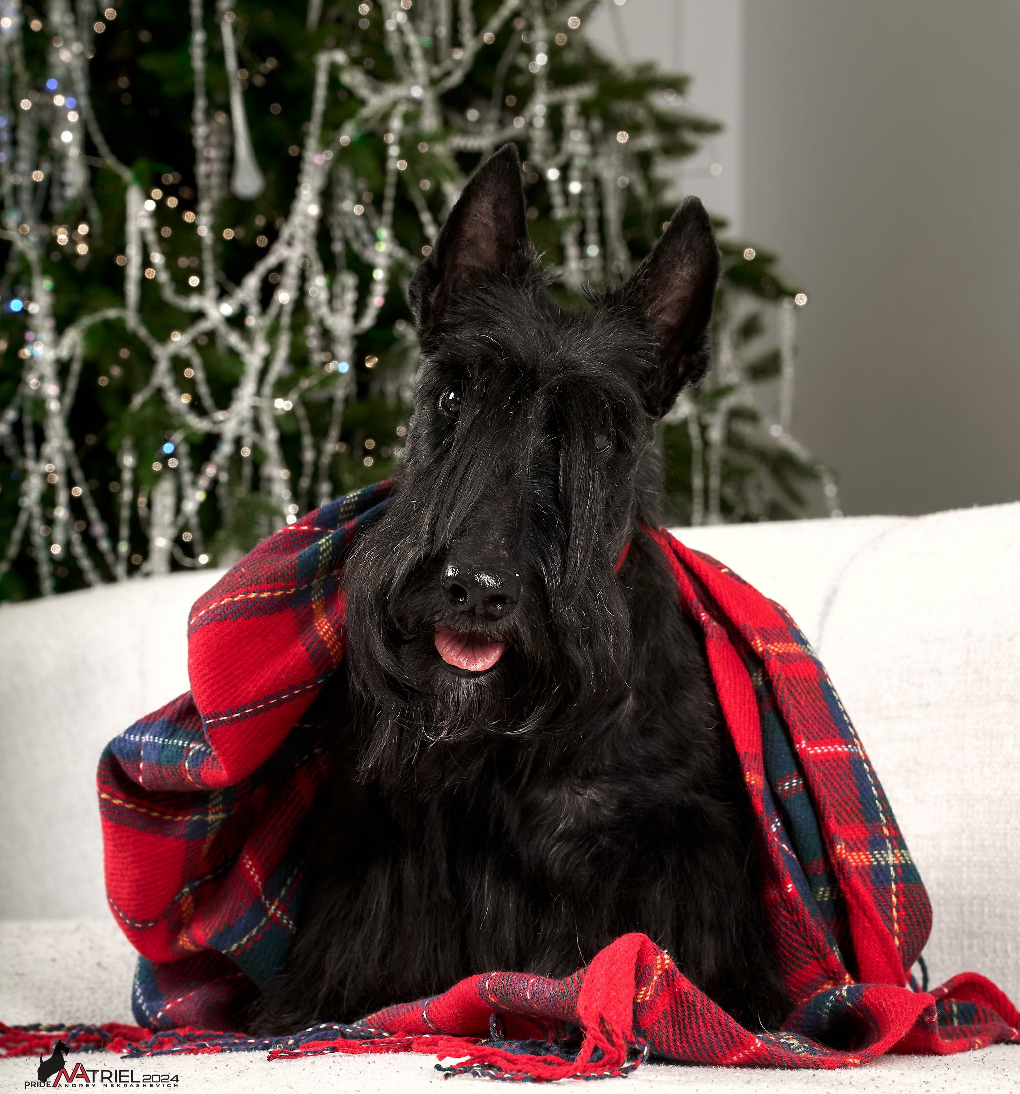 Семейная съемка с собаками в студии