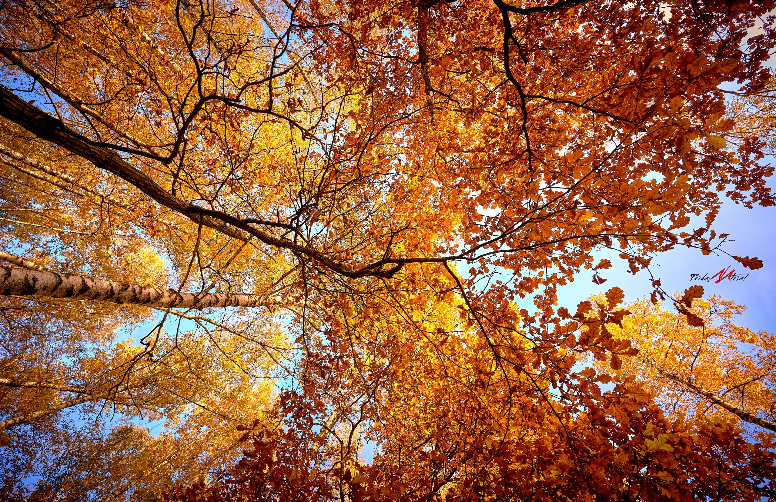 Пейзаж — галерея NATRIEL