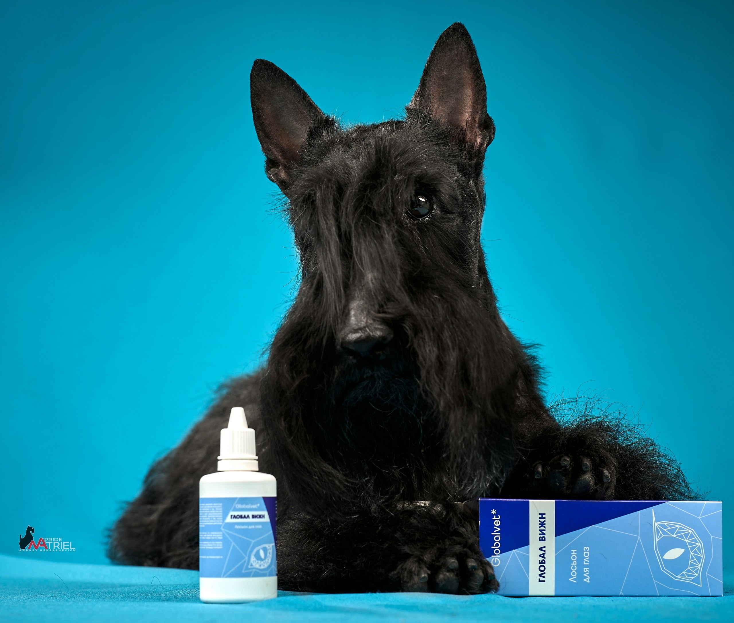 Реклама с животными — галерея NATRIEL