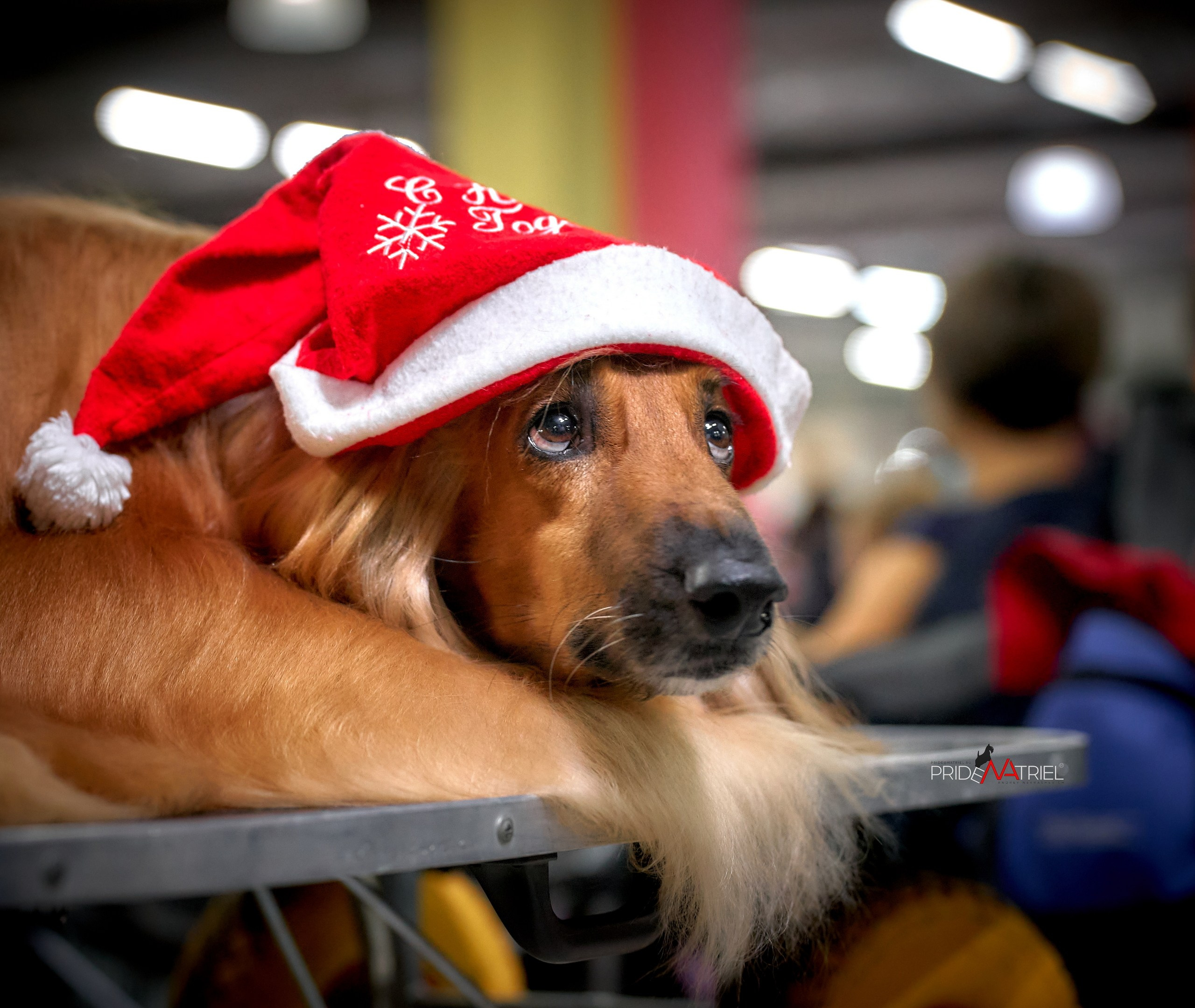 Портреты собак — галерея NATRIEL