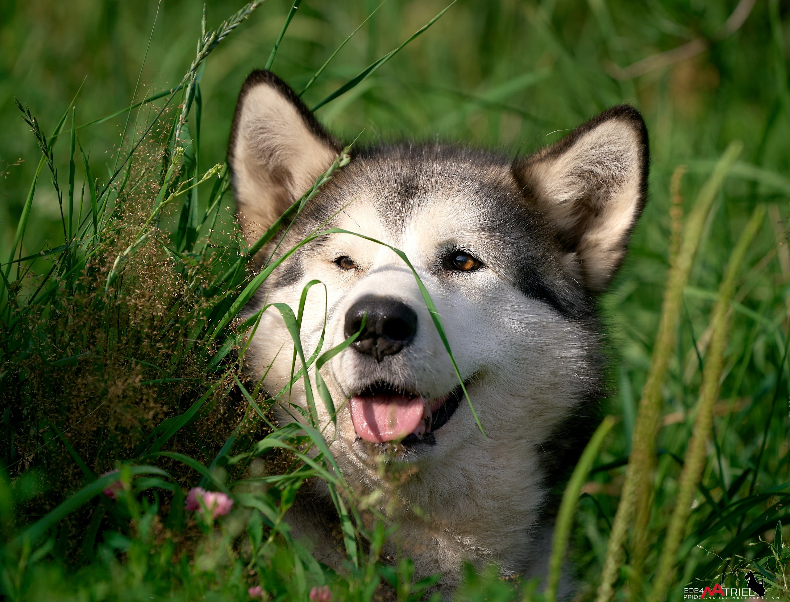Репортаж из кинологического лагеря
