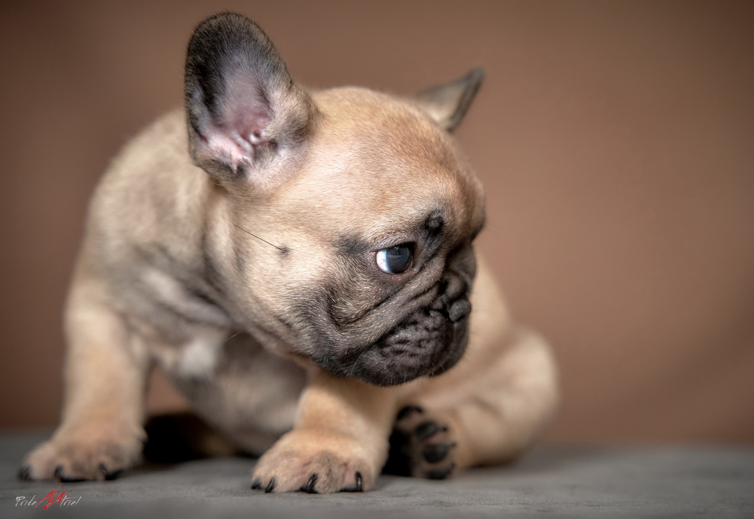 Щенки дома — галерея NATRIEL