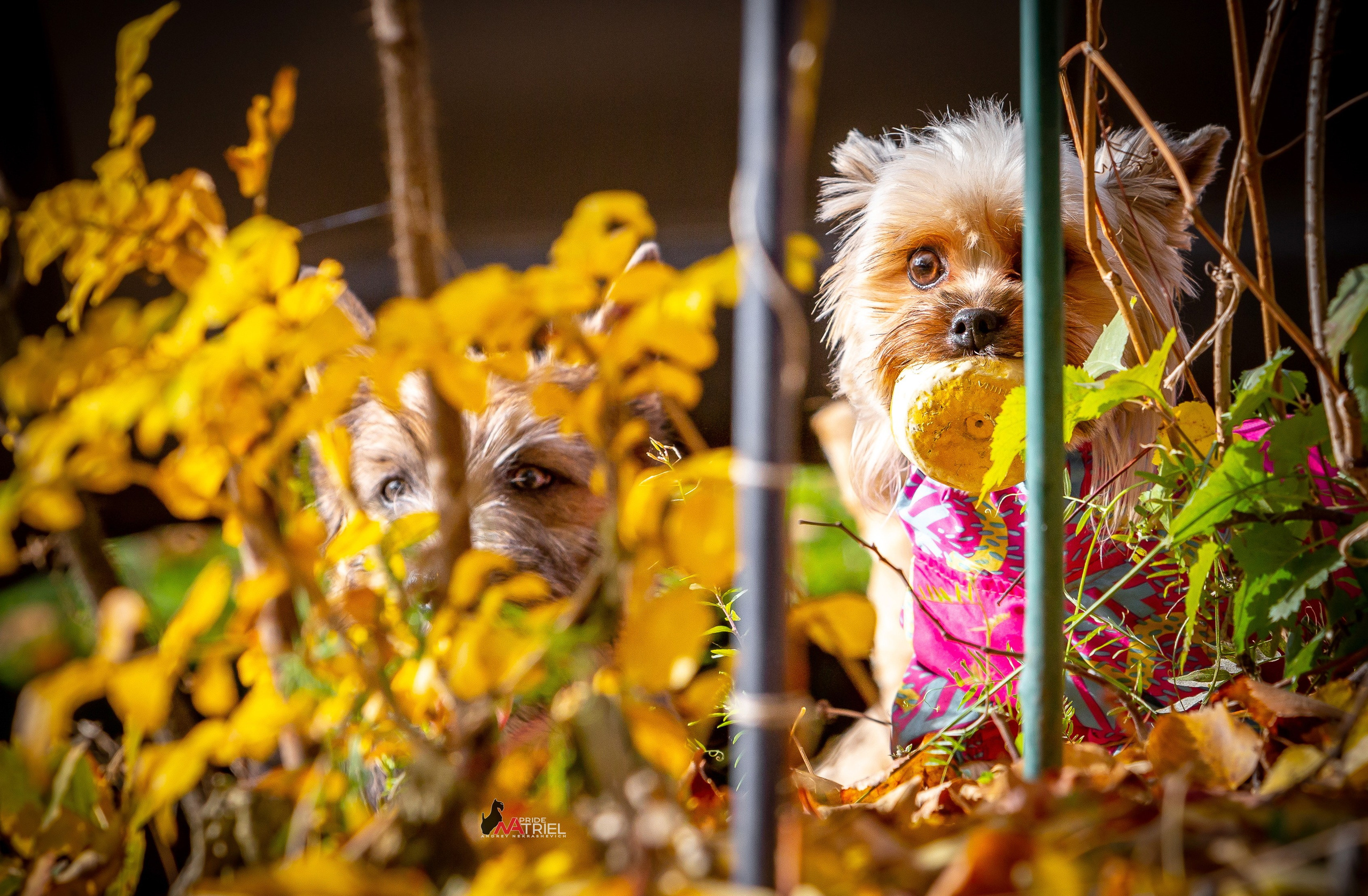 Йоркширский терьер Циля