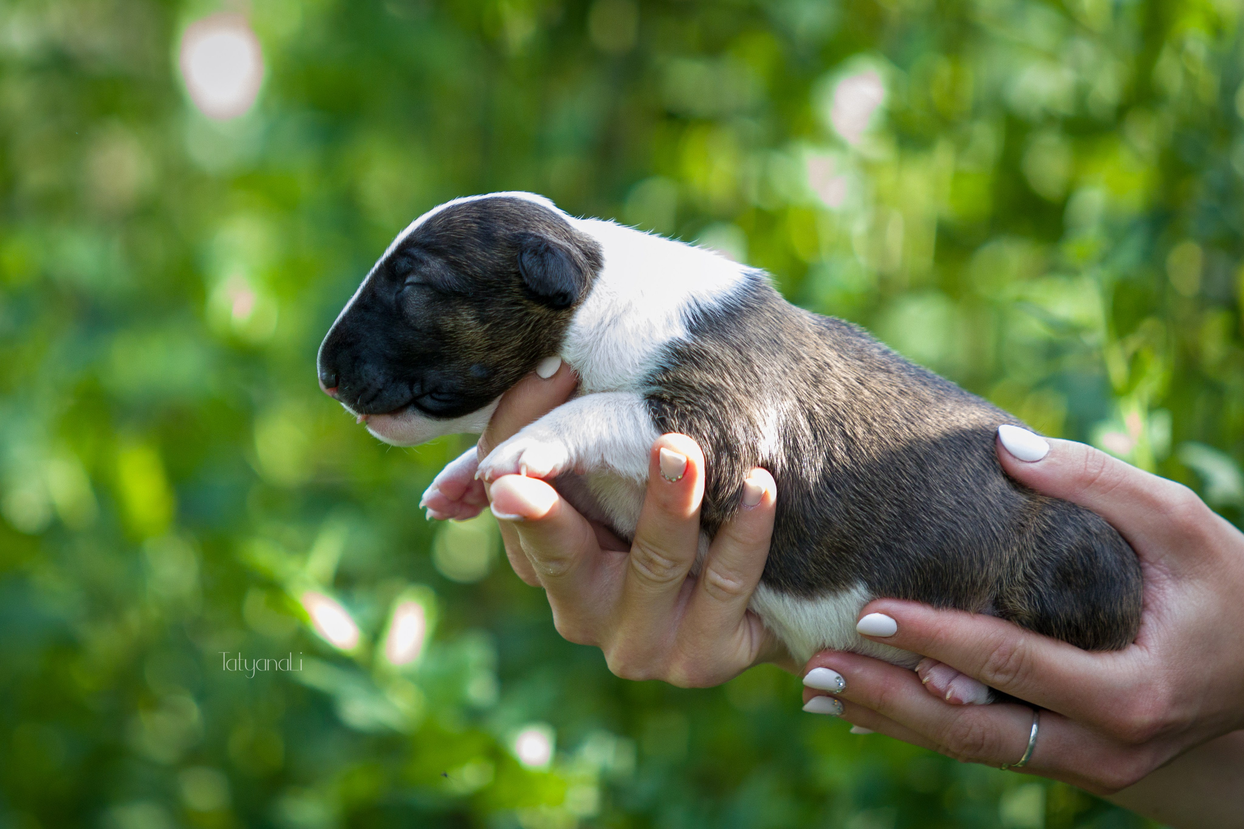 Стандартный бультерьер. Фотограф — анималист Татьяна Ли