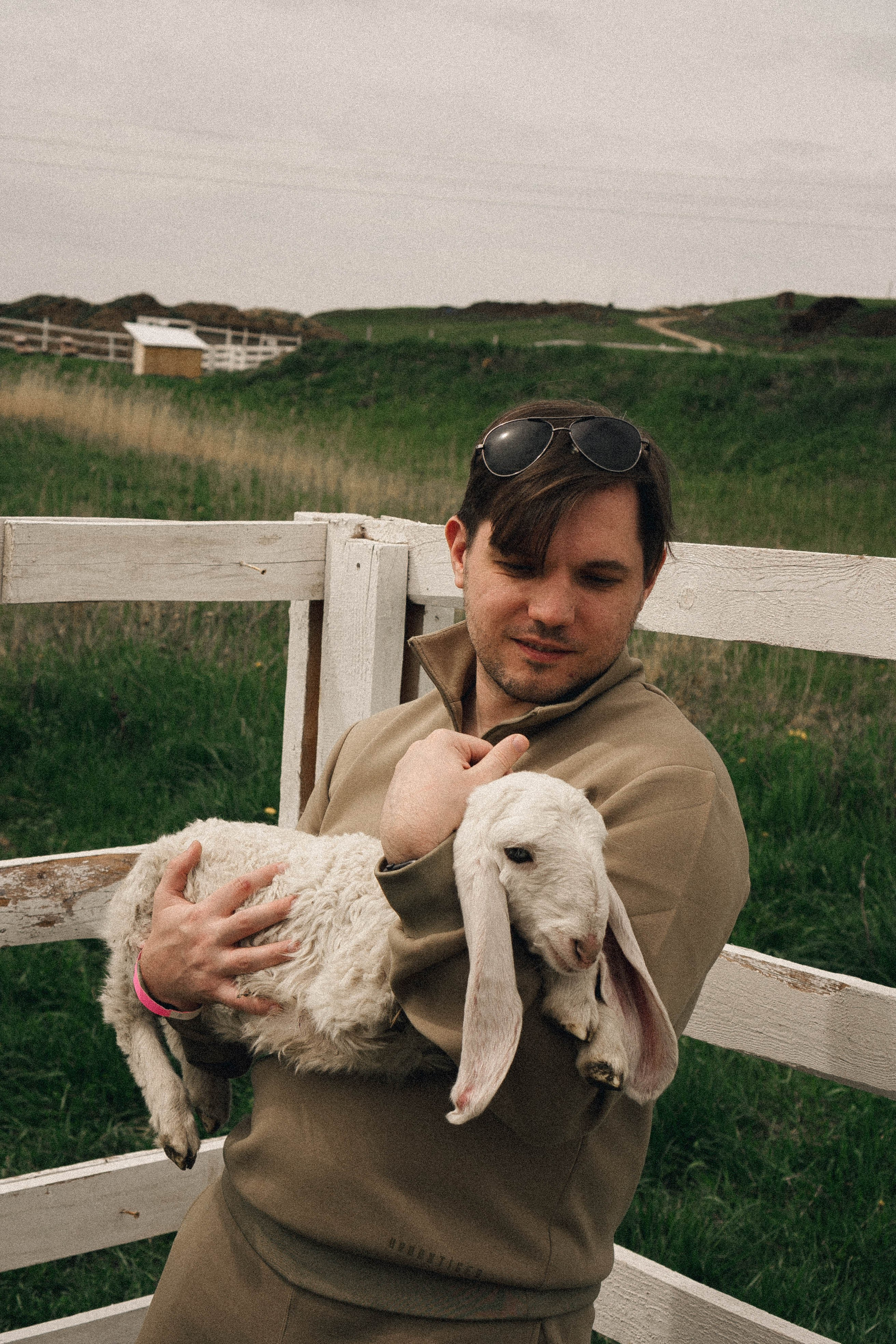 Ферма Альпак. Профессиональный фотограф, Санкт-Петербург — Виктория Богомолова