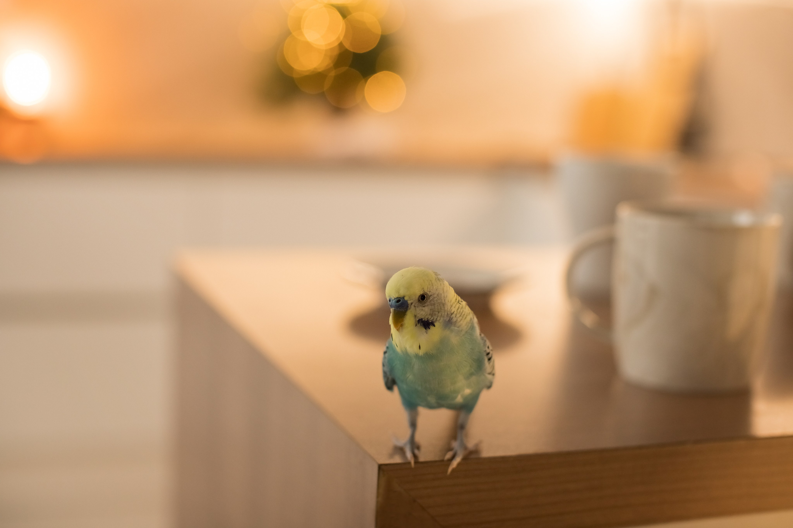 Воркшоп " Домашняя фотосессия». Семейный и детский фотограф в Саратове Полина Коткина