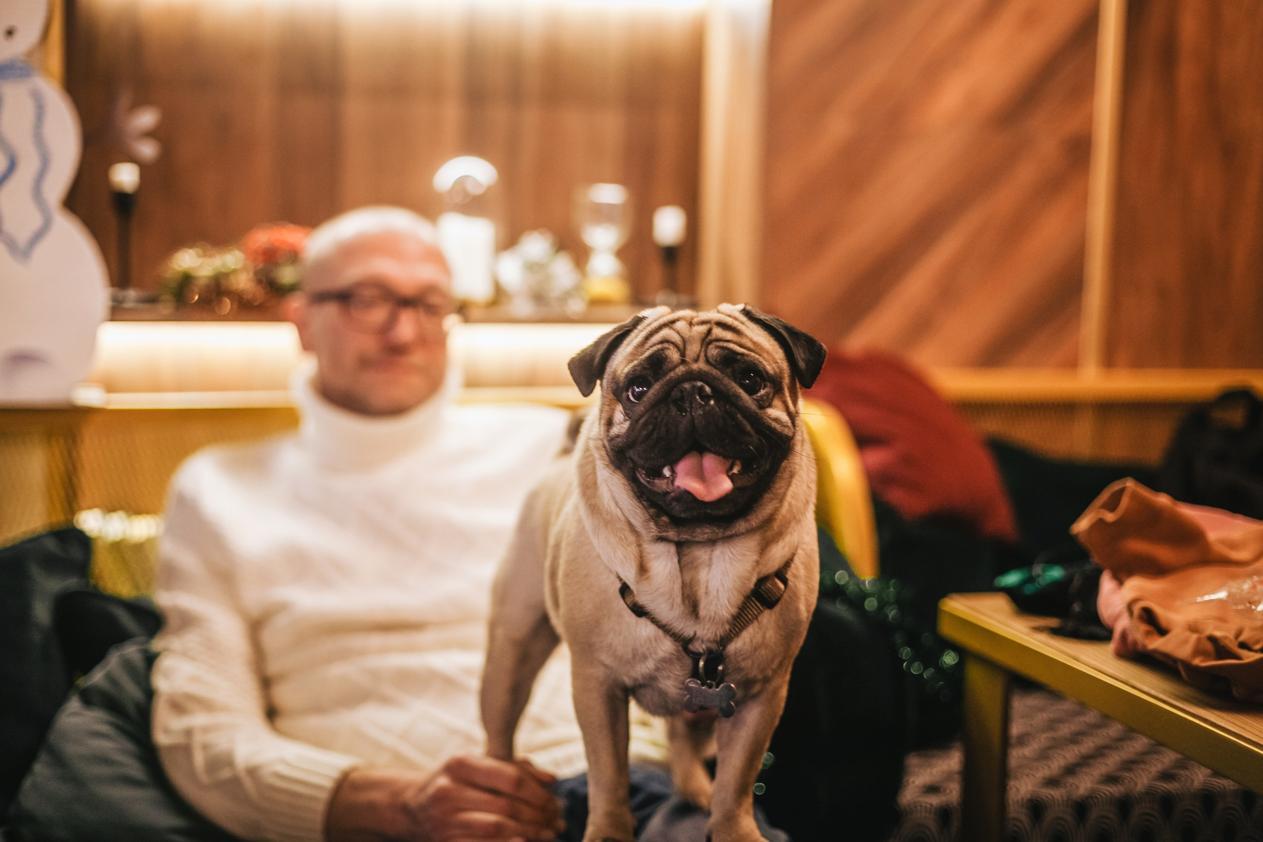 Мопсовстреча 02.12.2023. Фотограф-анималист Татьяна Степанова