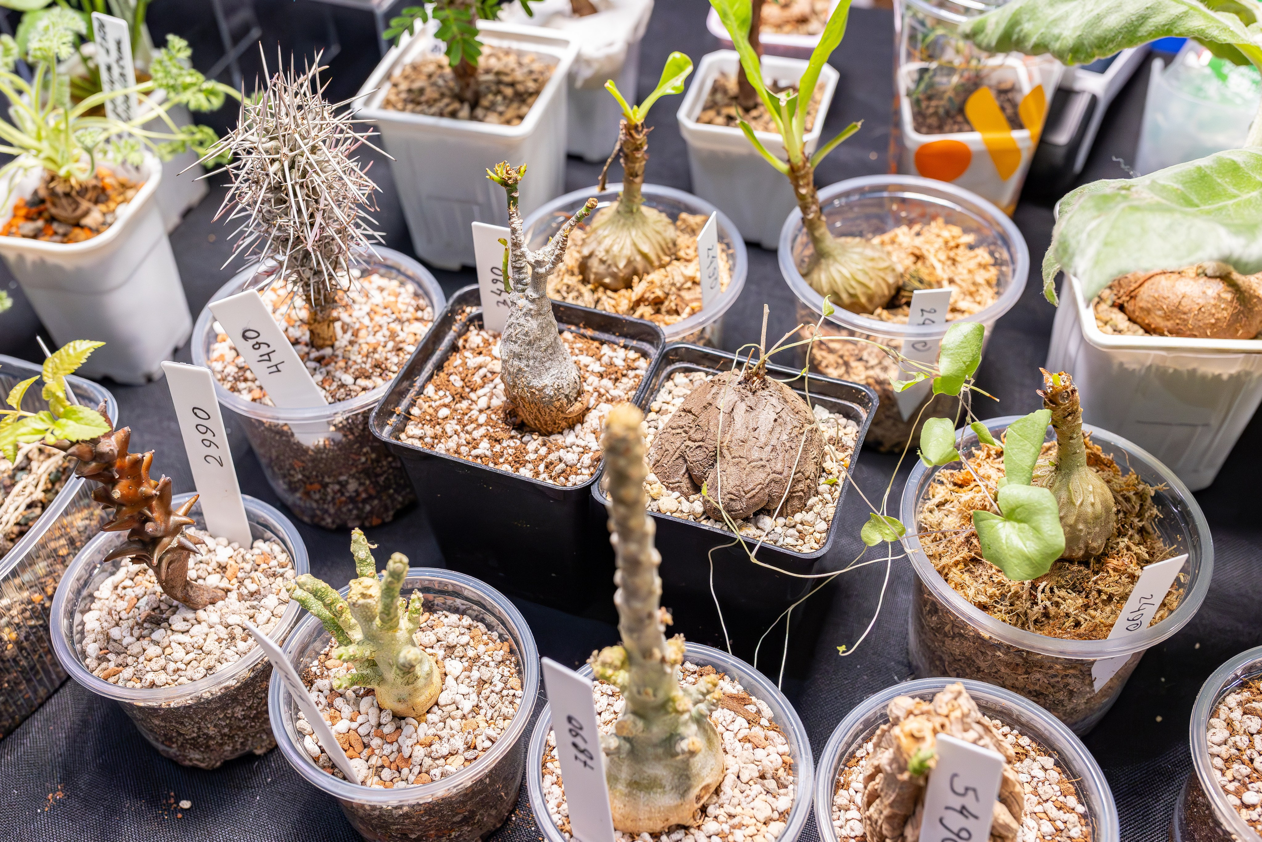 Монстериум апрель 2026. Александра Куликова фотограф, Москва