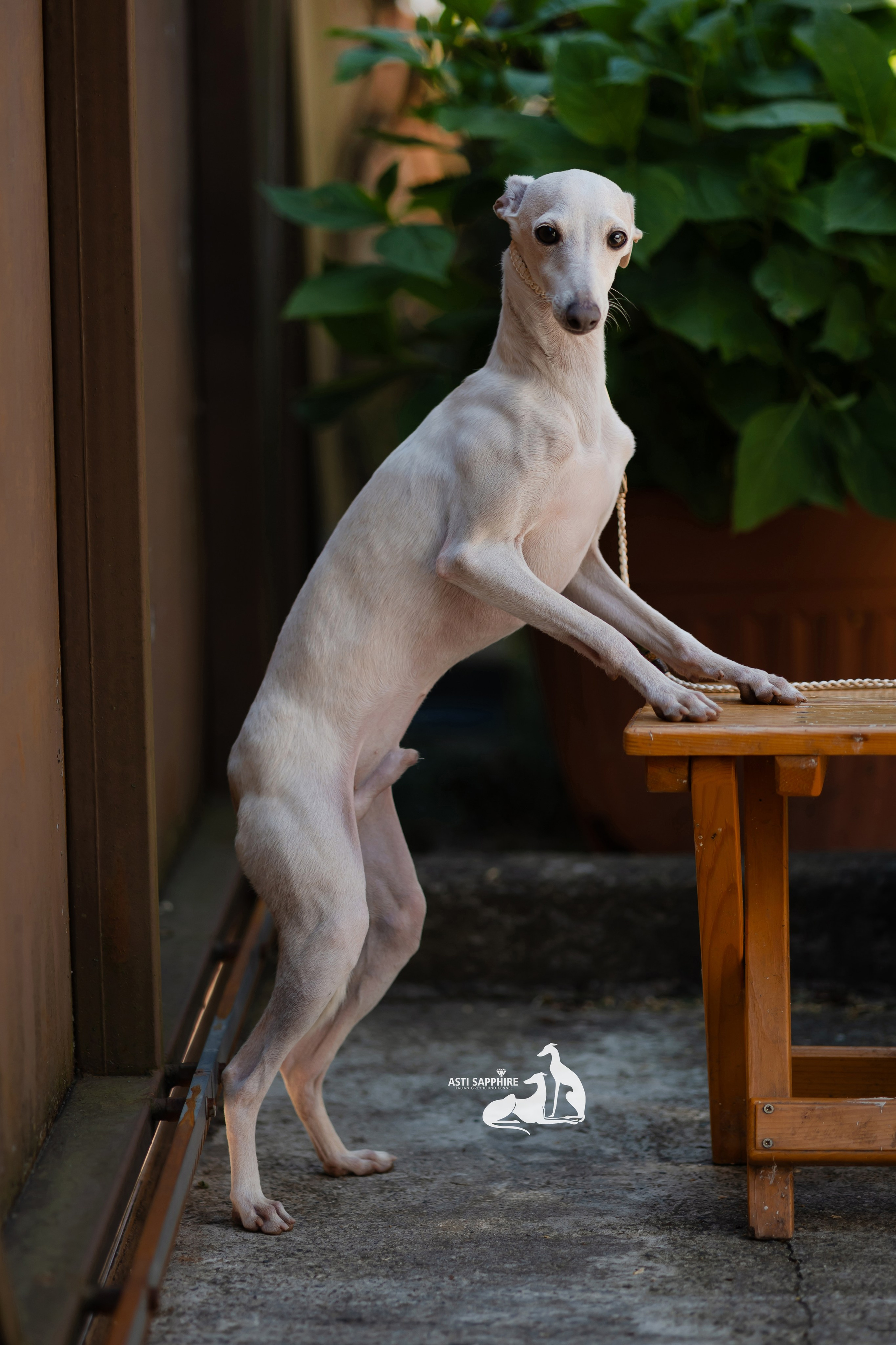 Asti Sapphire Zeus. Professional Italian Greyhound Kennel RKF/FCI ASTI SAPPHIRE 💎 Sochi|St. Petersburg