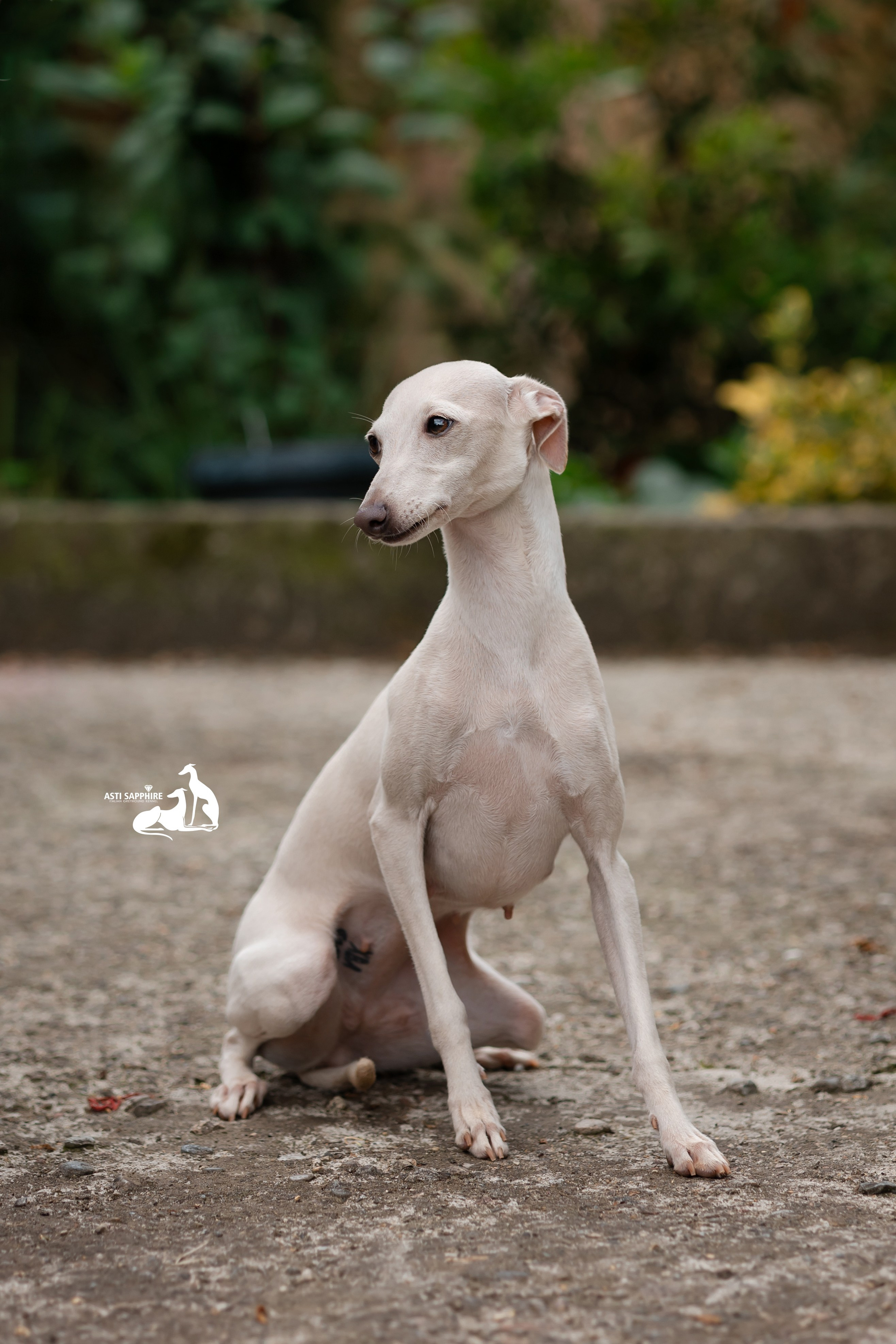 Asti Sapphire Yaasiina Laysan Cerulian. Professional Italian Greyhound Kennel RKF/FCI ASTI SAPPHIRE 💎 Sochi|St. Petersburg