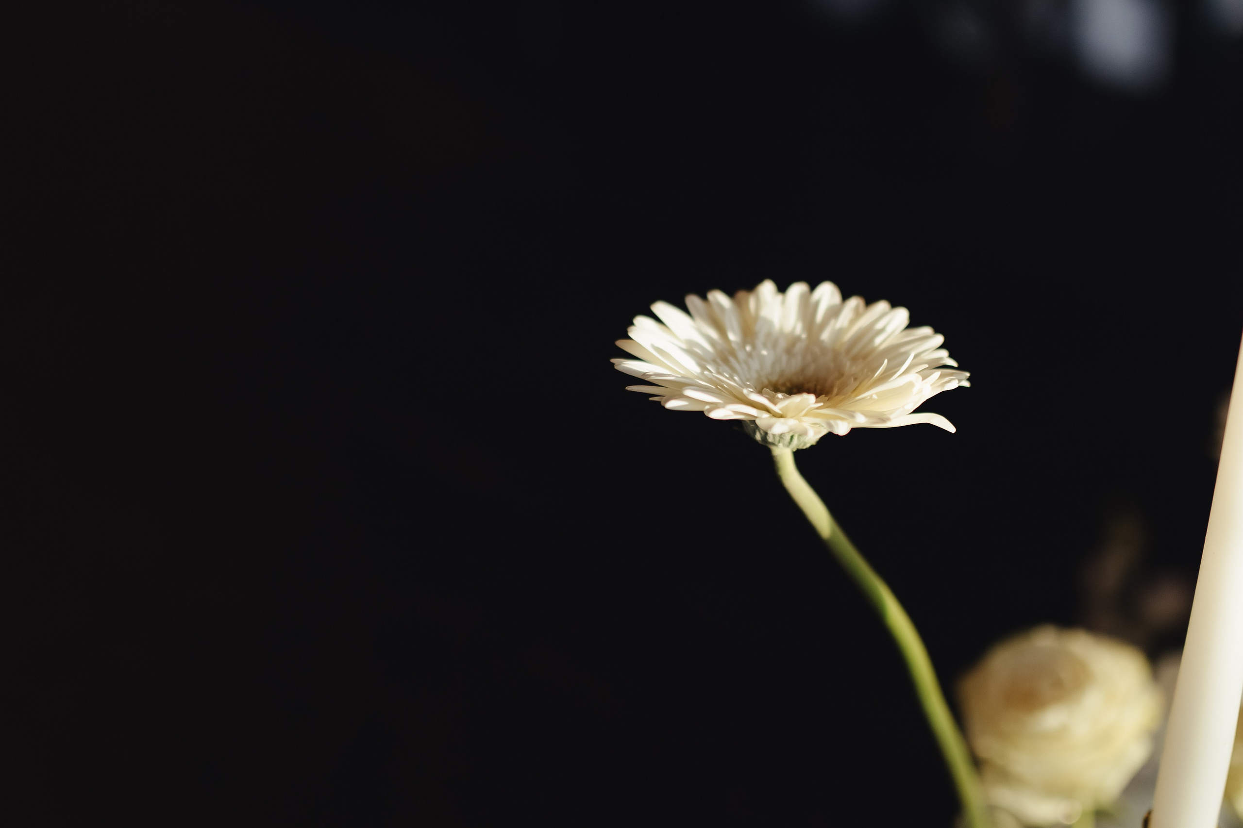 | Свет внутри |. Jen.swph Свадебный фотограф