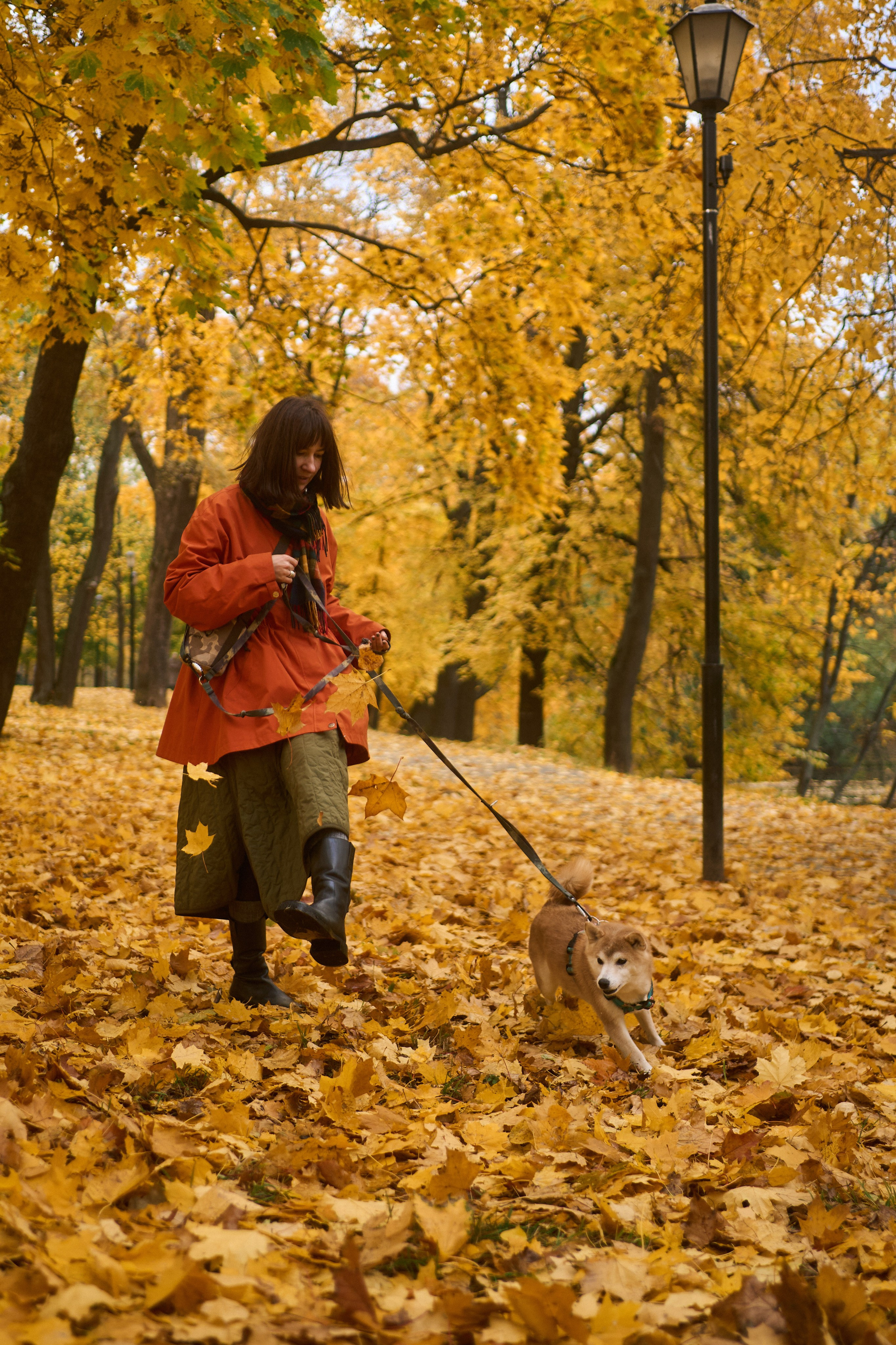 Осенние Уши. Фотограф анималист Москва Дарья