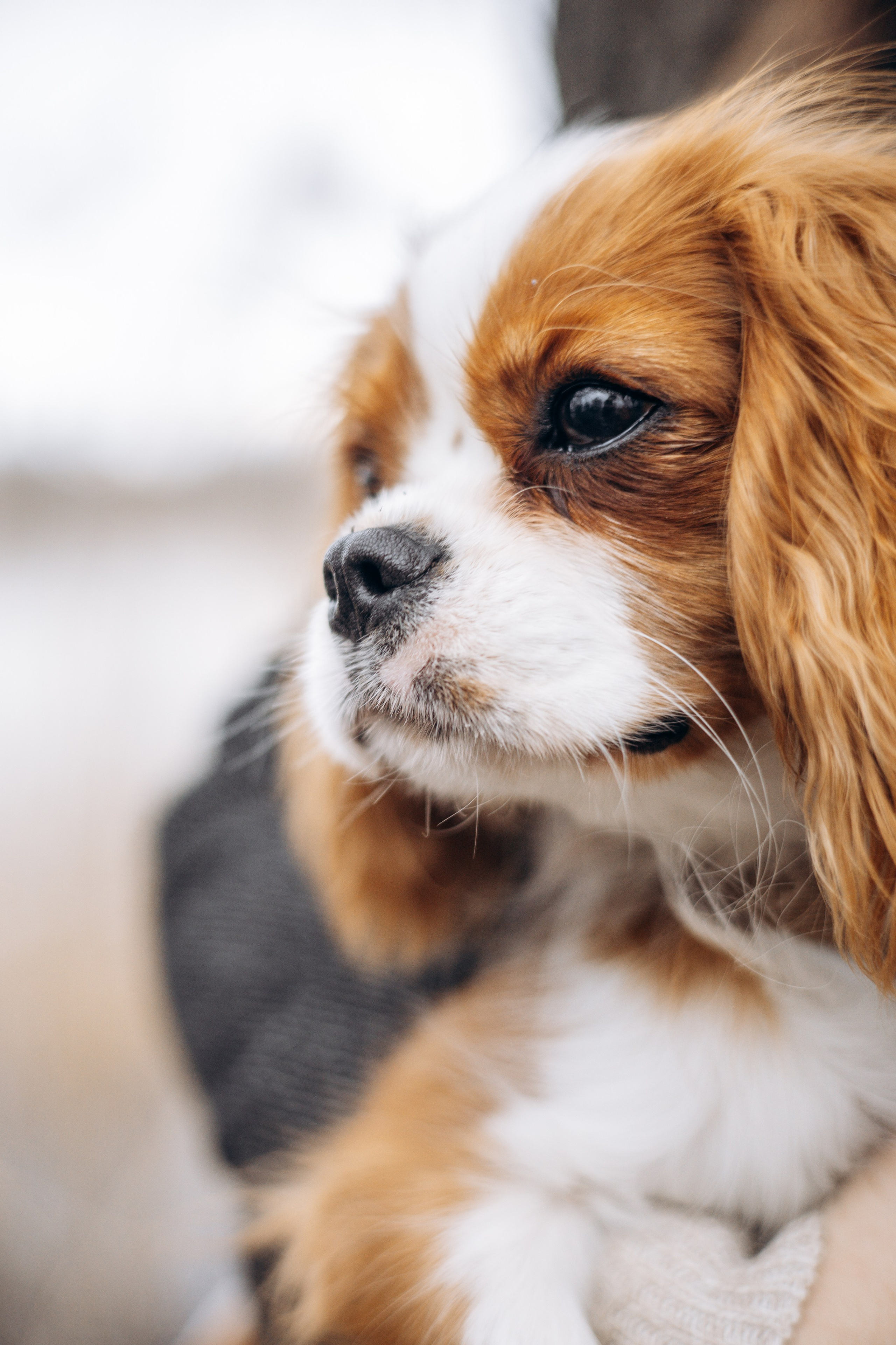 Екатерина и Тесси. Фотограф животных Евгения Верцинская