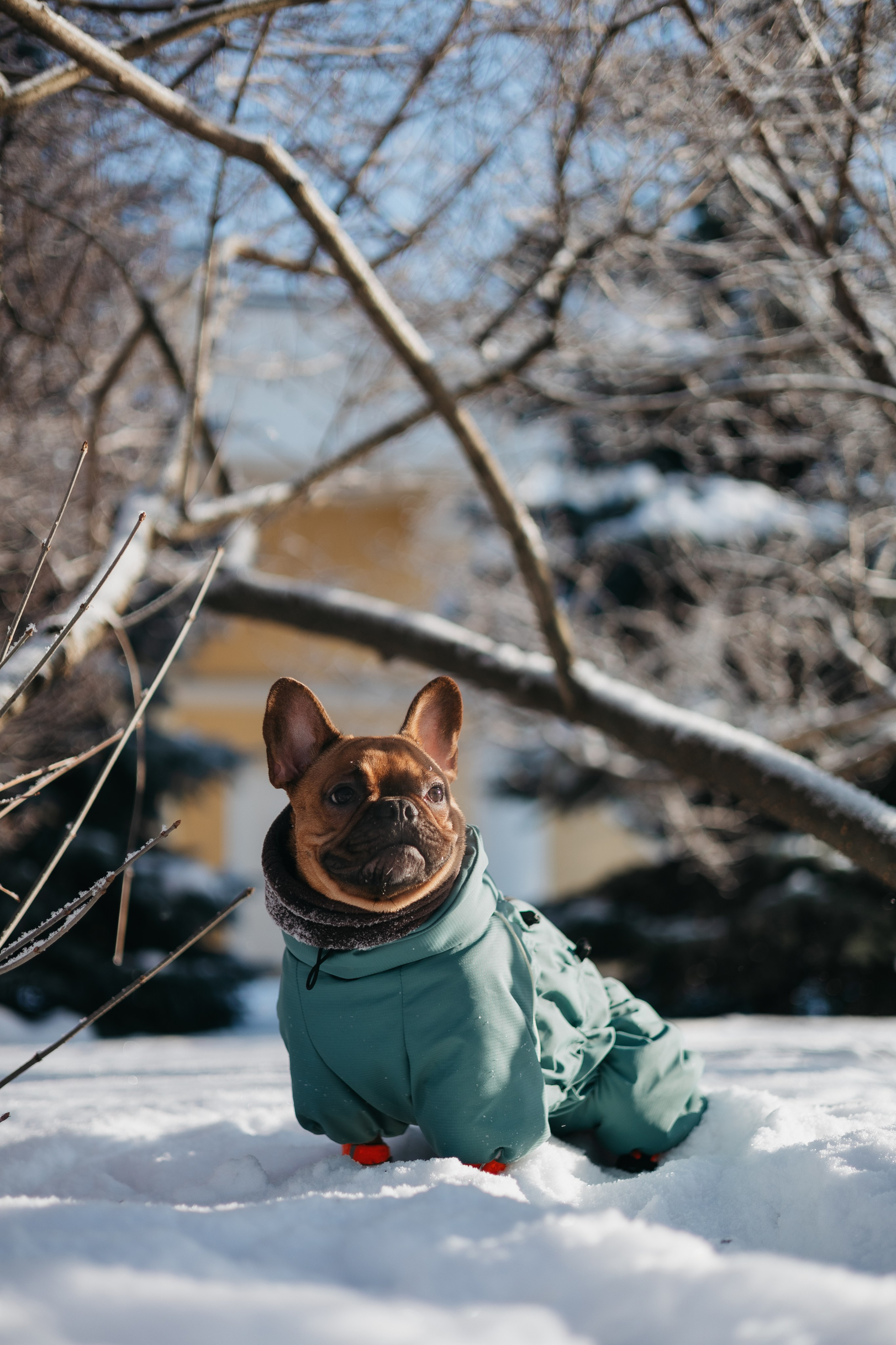 Дарья и Боня. Фотограф животных Евгения Верцинская