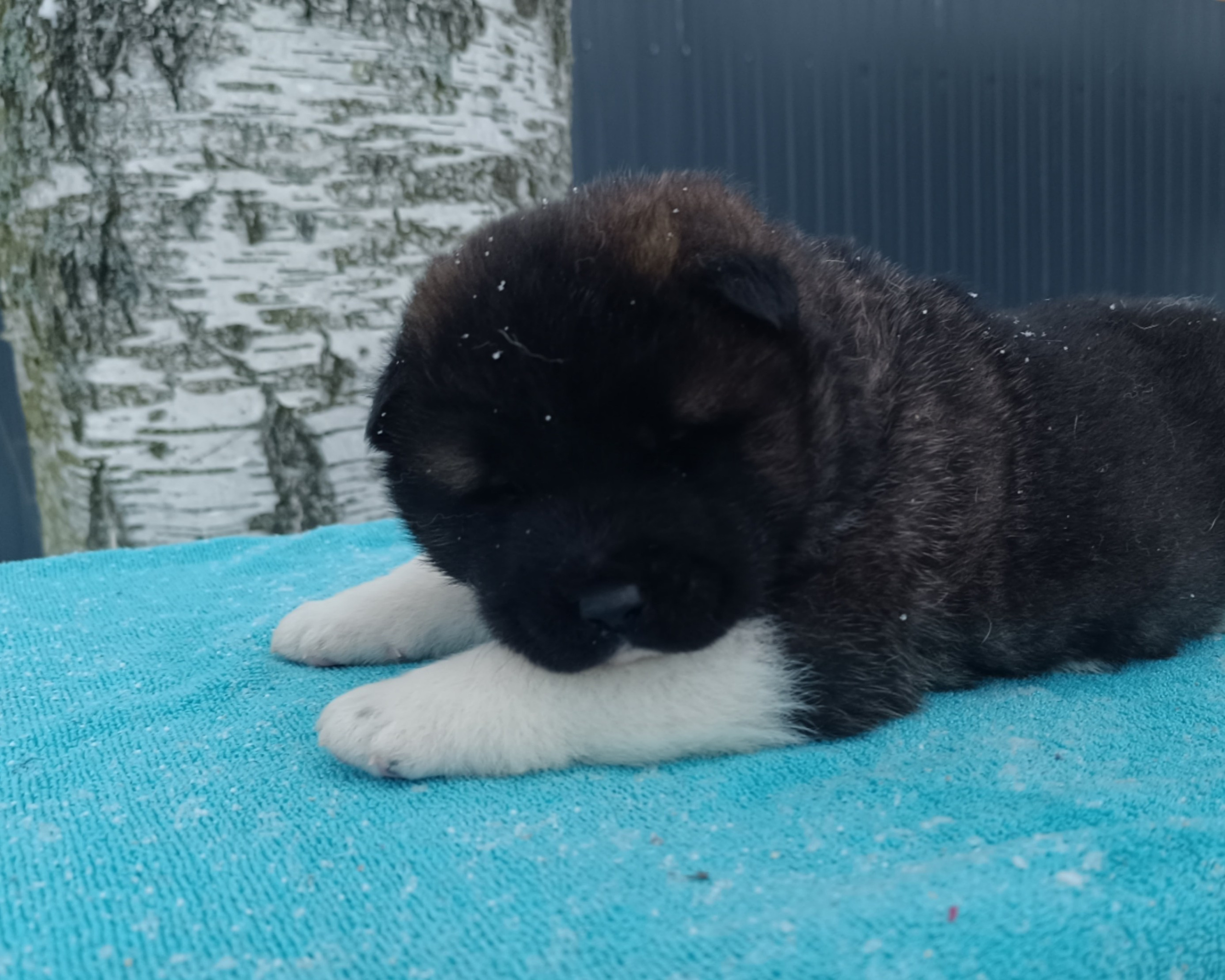 Американская акита  щенки питомник Санкт-Петербург клубные щенки Американская акита питомник RUBYLIGHT Рубилайт купить щенка американской акиты
