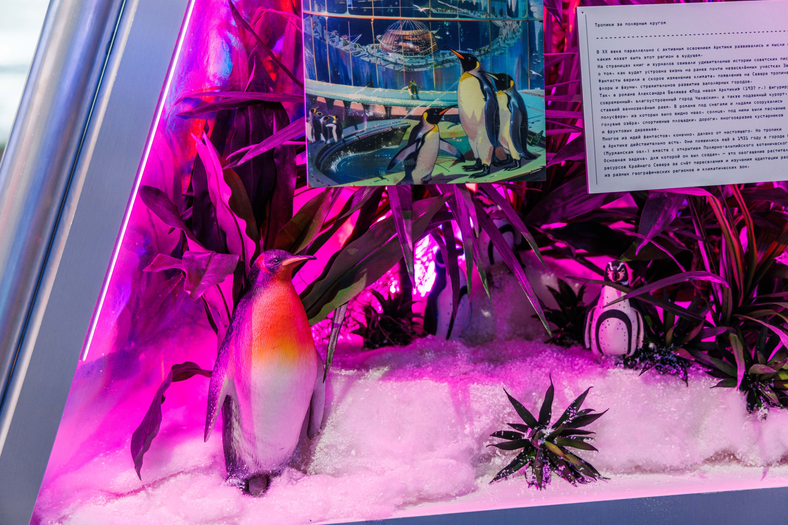 Лед. Жизнь — познавательно-развлекательная выставка. Фотограф Балаев Михаил