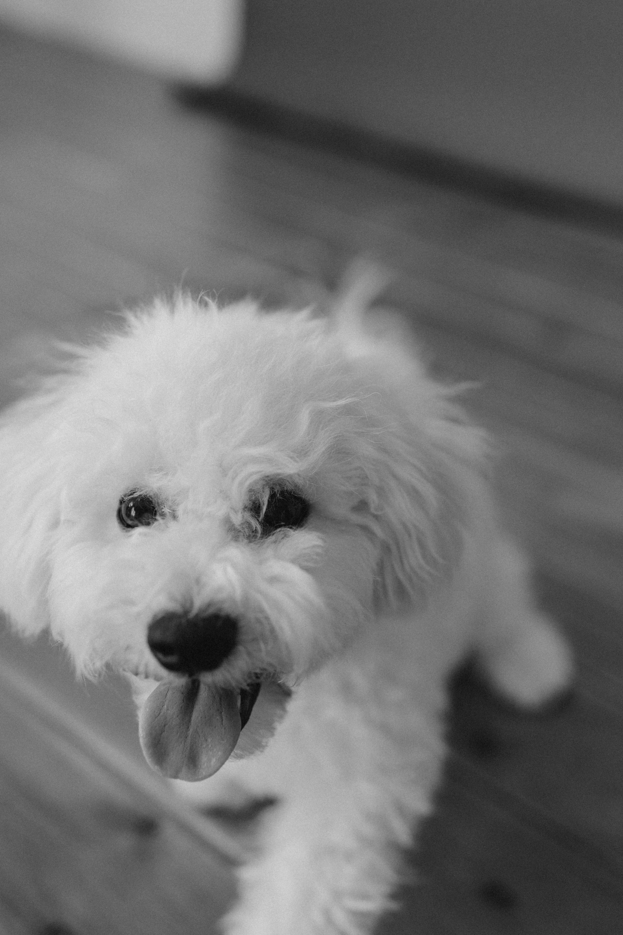 Луна и ее семья. Фотограф — Анималист | Санкт-Петербург