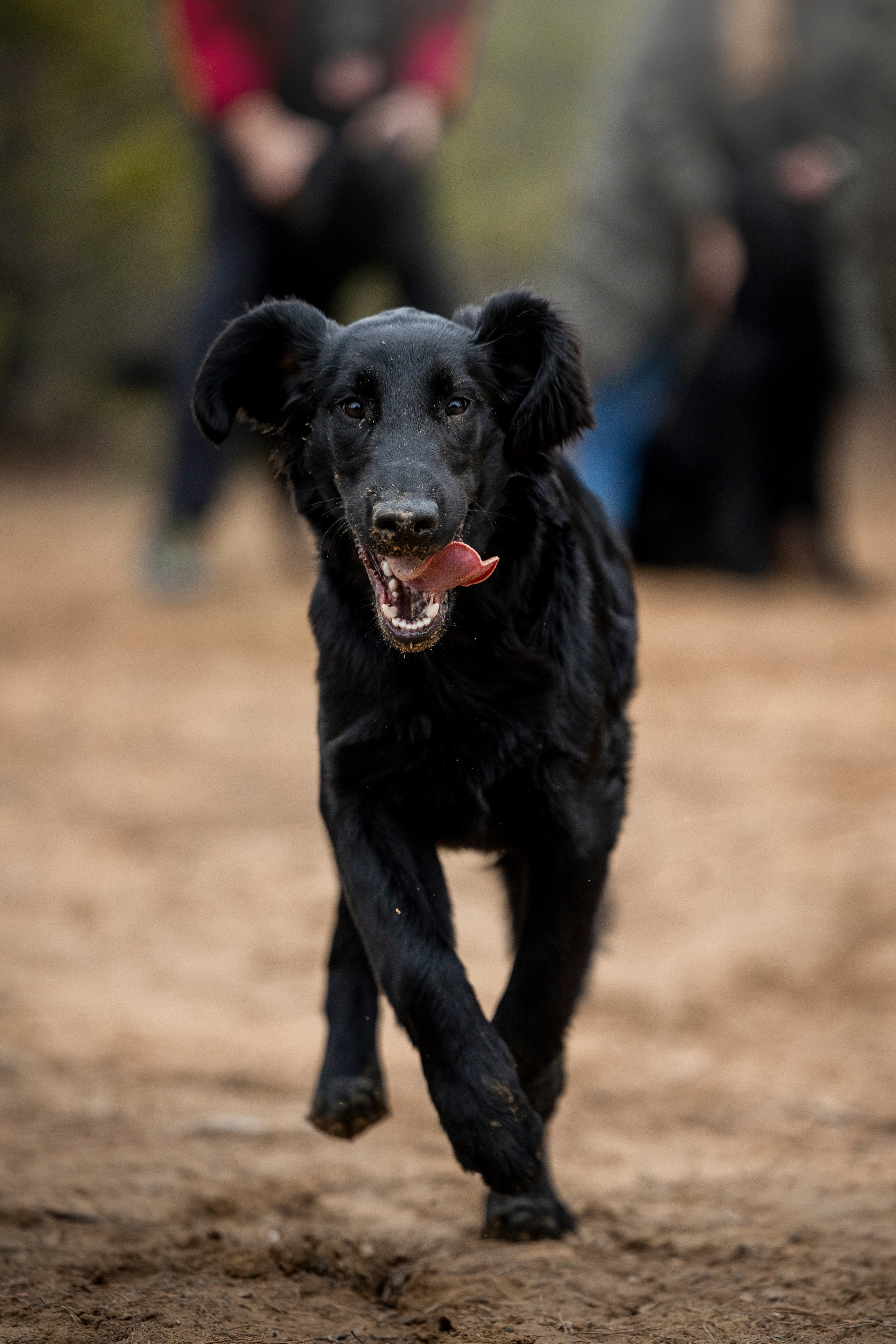 Ора, Ева, Рози и их семья. Фотограф — Анималист | Санкт-Петербург