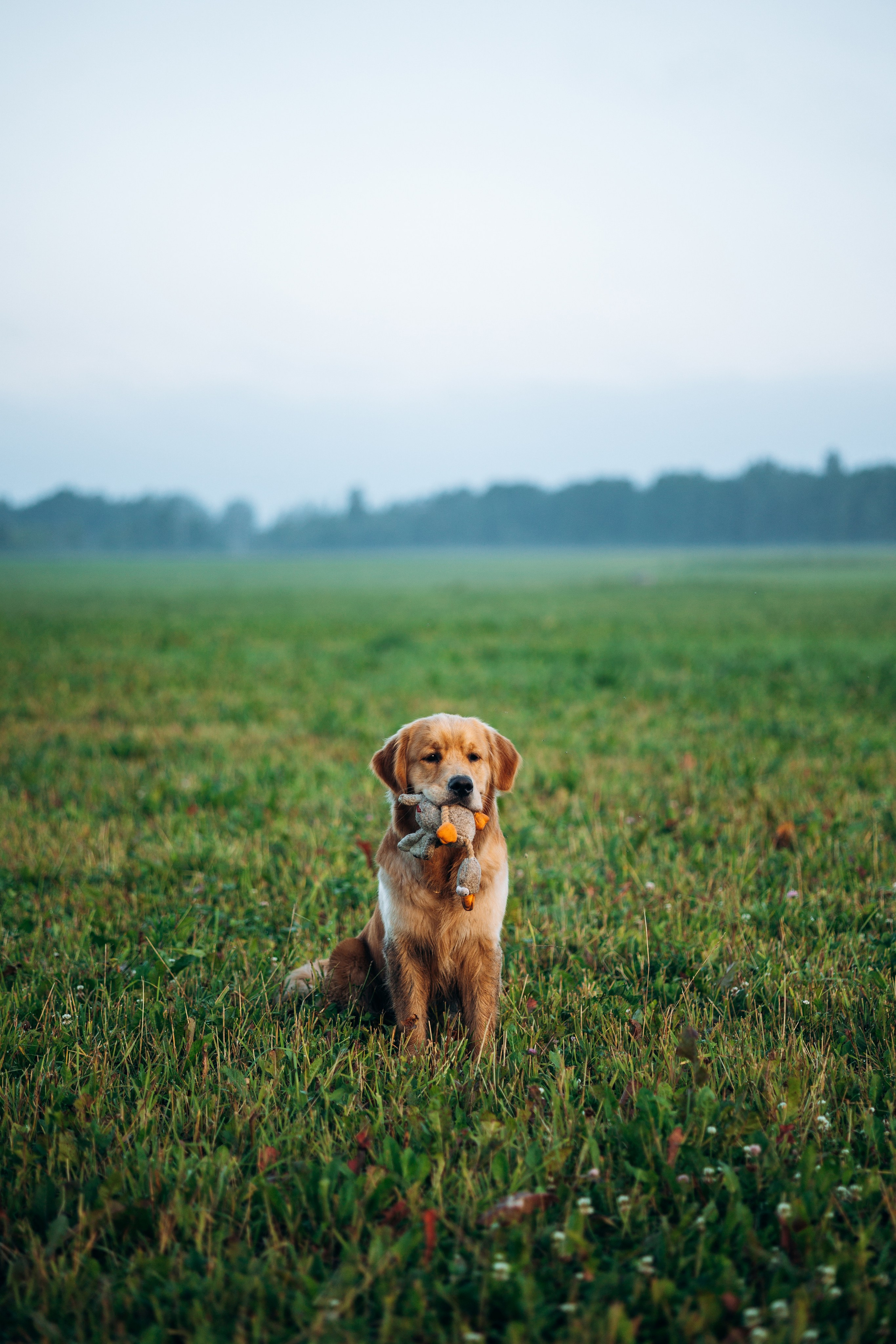 Аня и Ноллан. Фотограф — Анималист | Санкт-Петербург