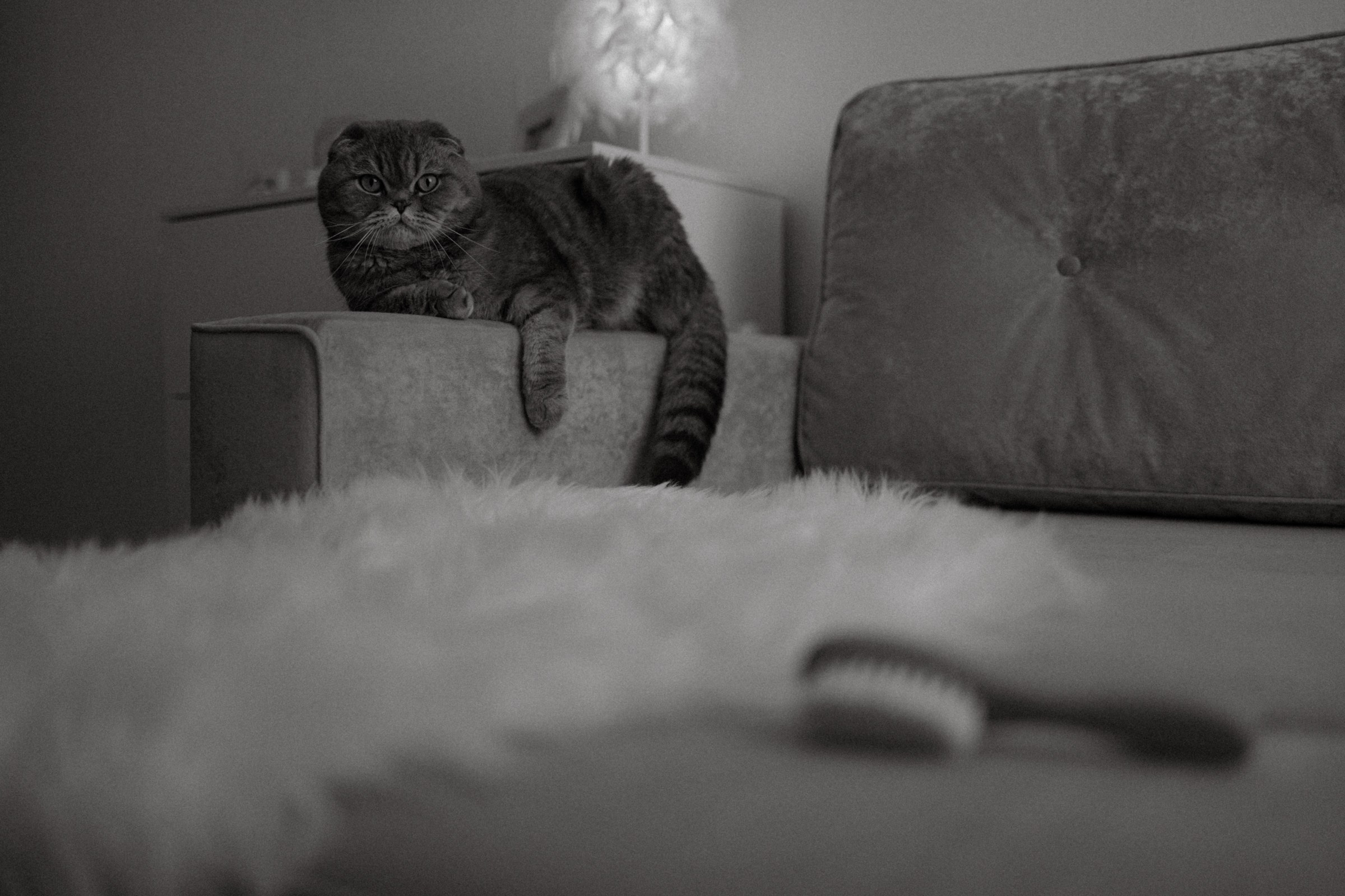 Усатый нянь. Фотограф Daria Wilner