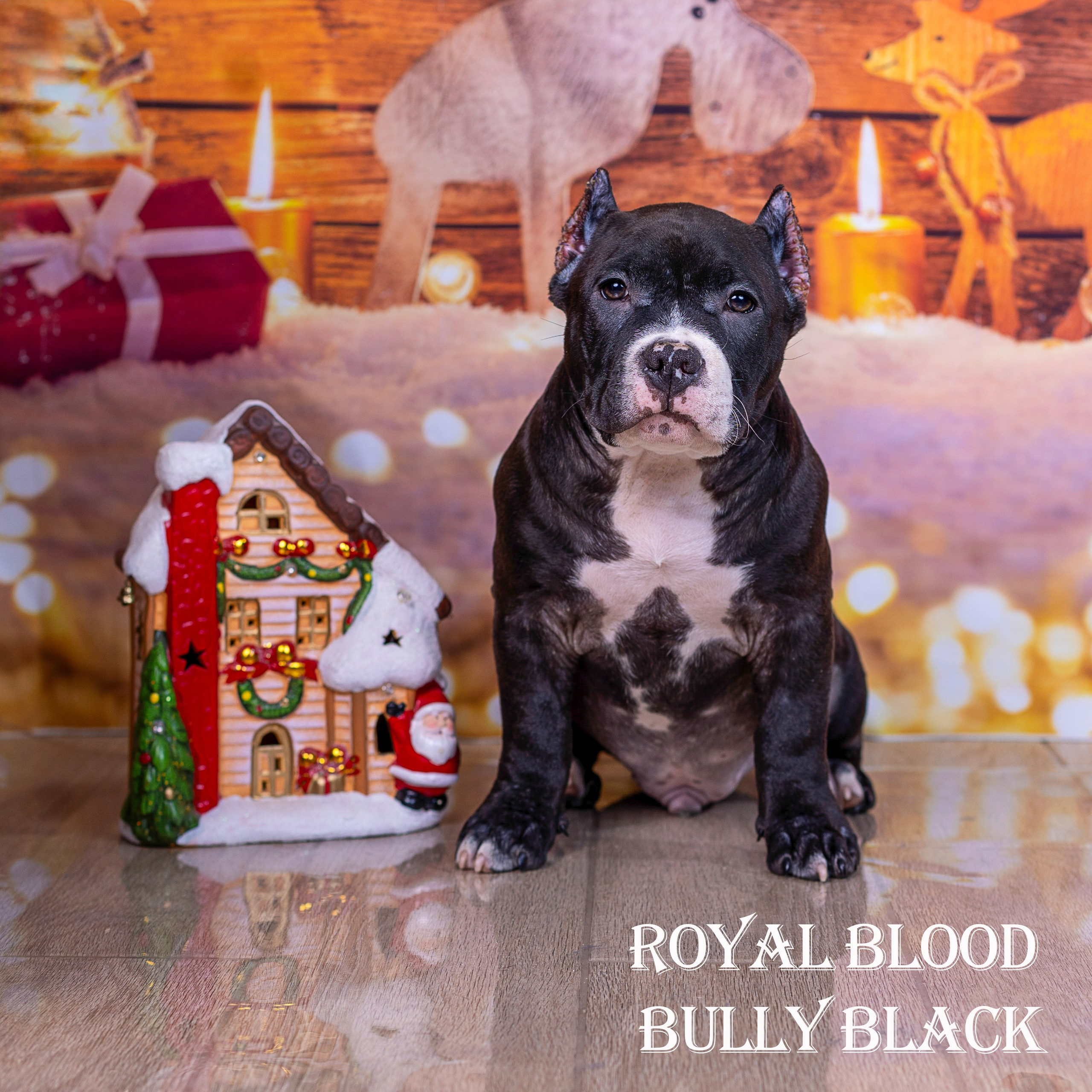 Американский булли!. Фотограф 📸 семейный, предметный, репортажный