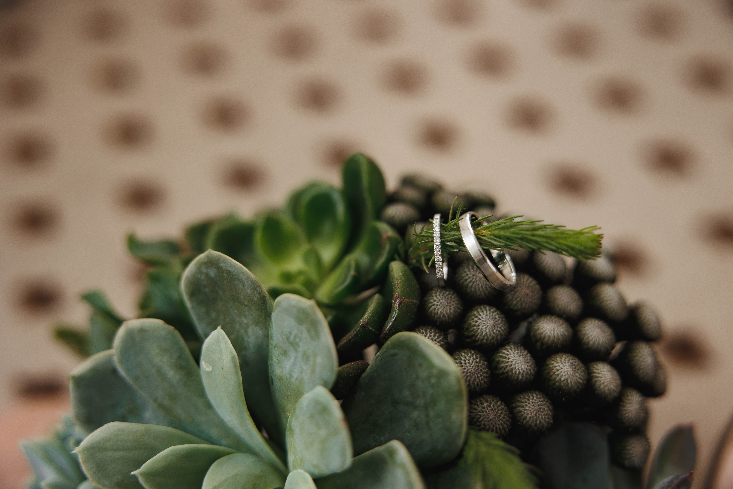 Собака, бургер и любовь. Галерея