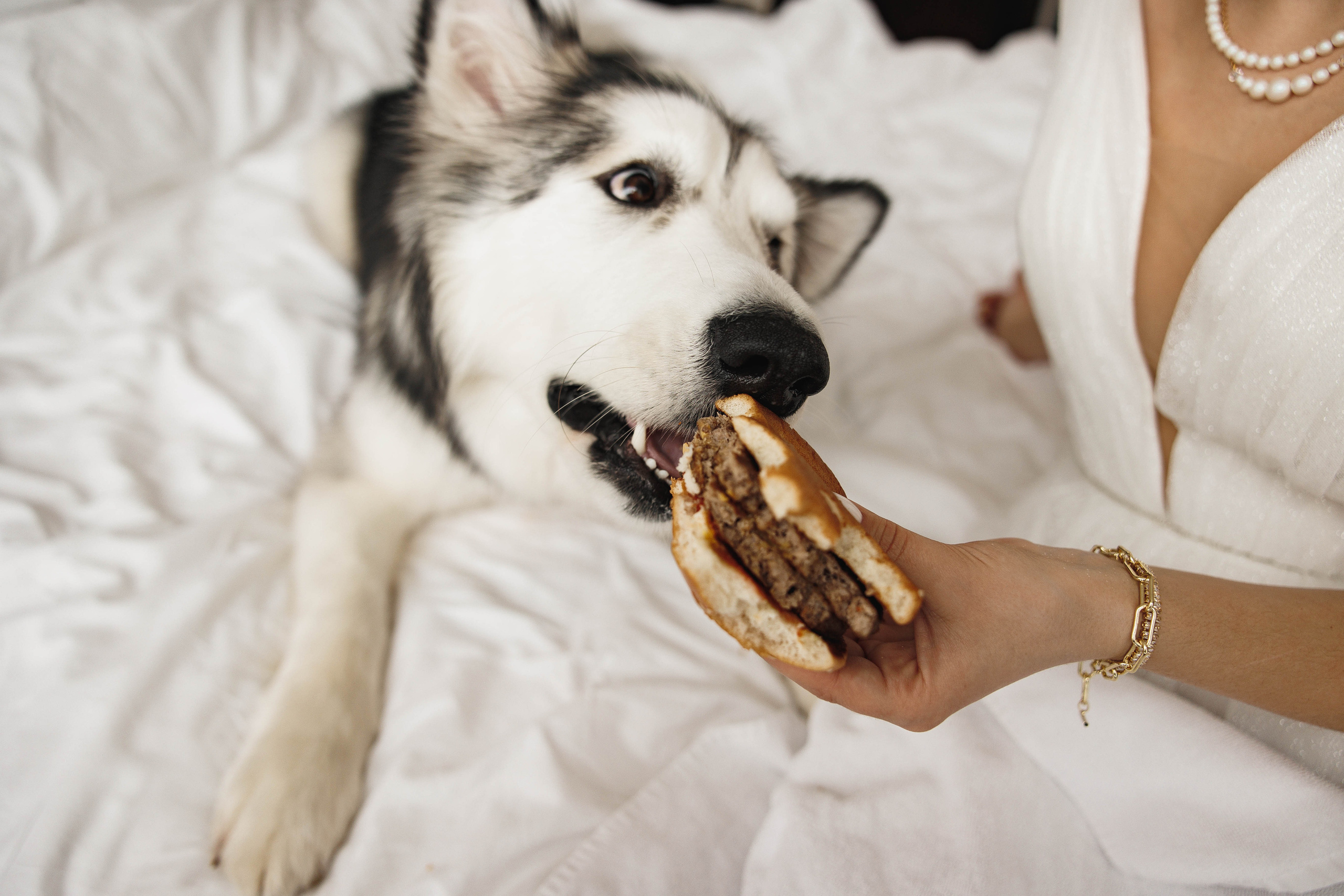 Собака, бургер и любовь. Галерея