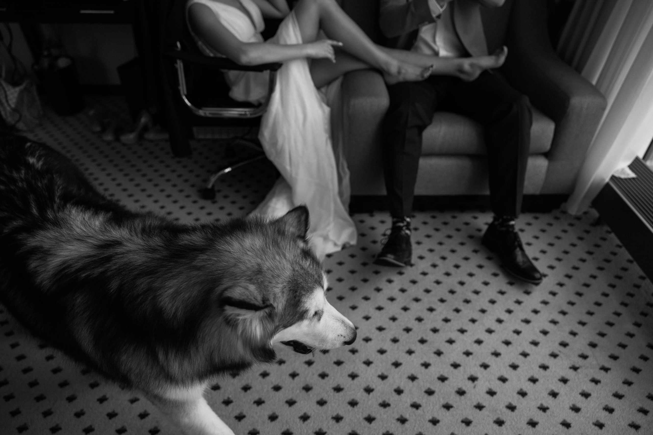 Собака, бургер и любовь. Галерея