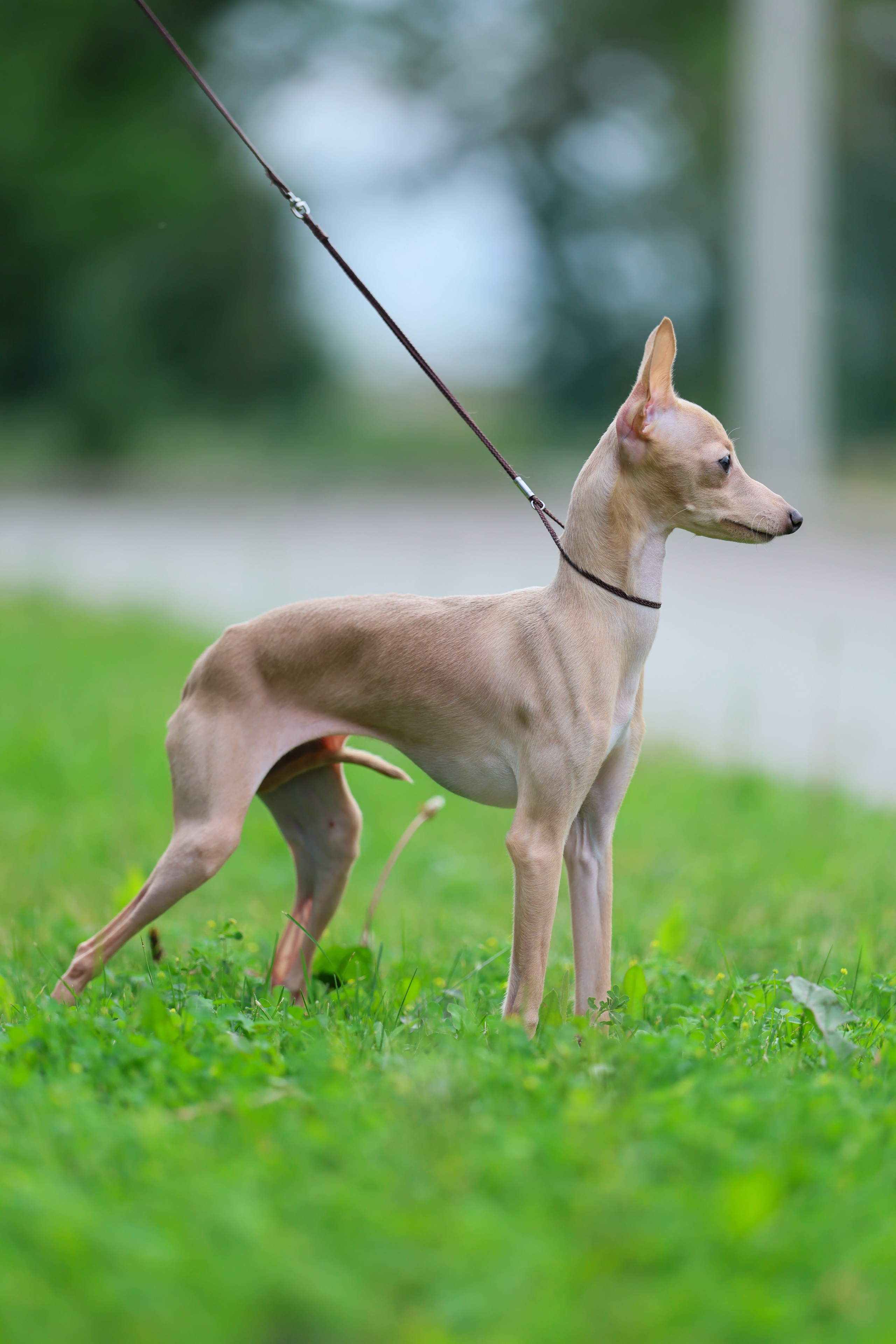 Кремовая Лекси. Professional Italian Greyhound Kennel RKF/FCI ASTI SAPPHIRE 💎 Sochi|St. Petersburg