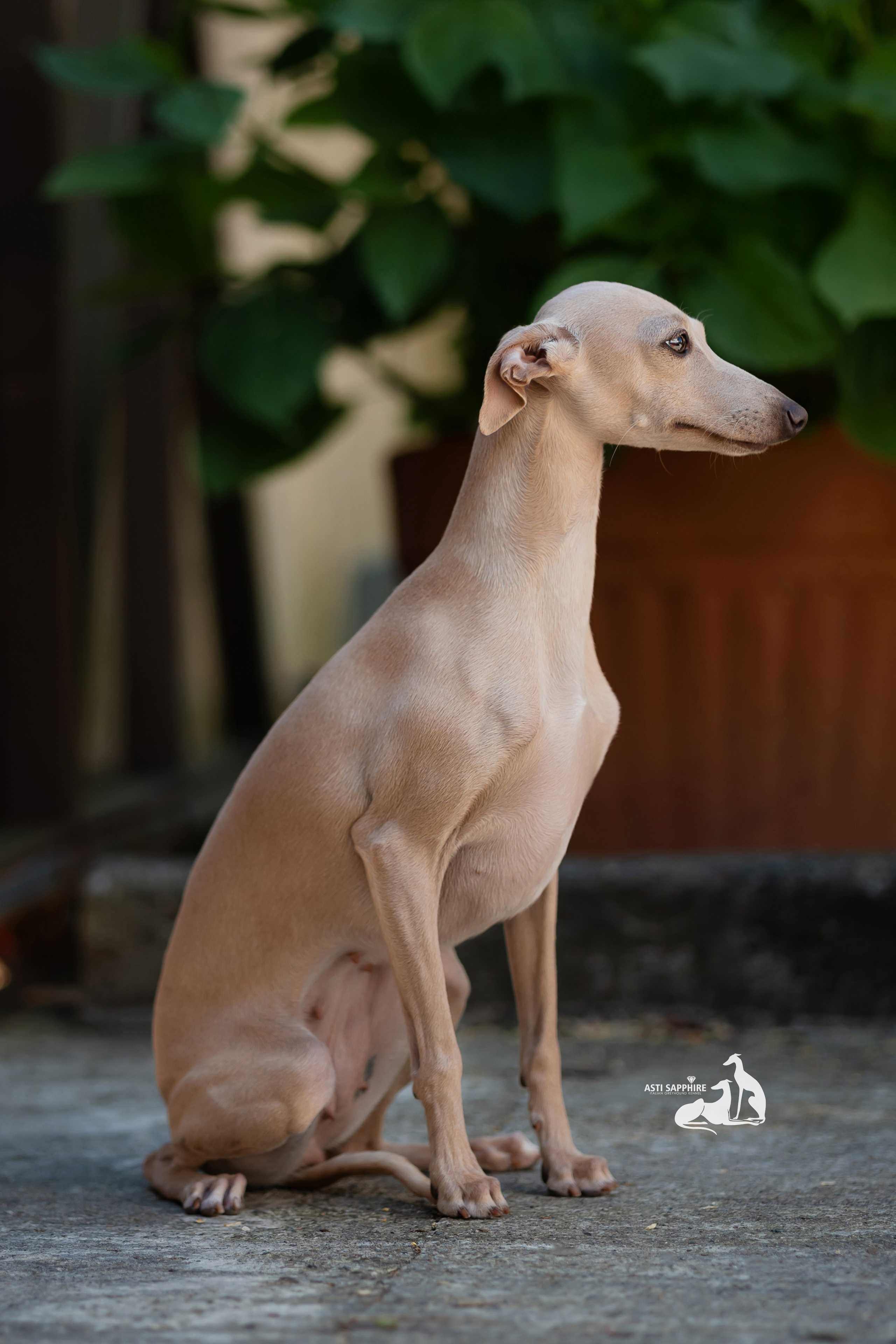 Asti Sapphire Adriana. Professional Italian Greyhound Kennel RKF/FCI ASTI SAPPHIRE 💎 Sochi|St. Petersburg