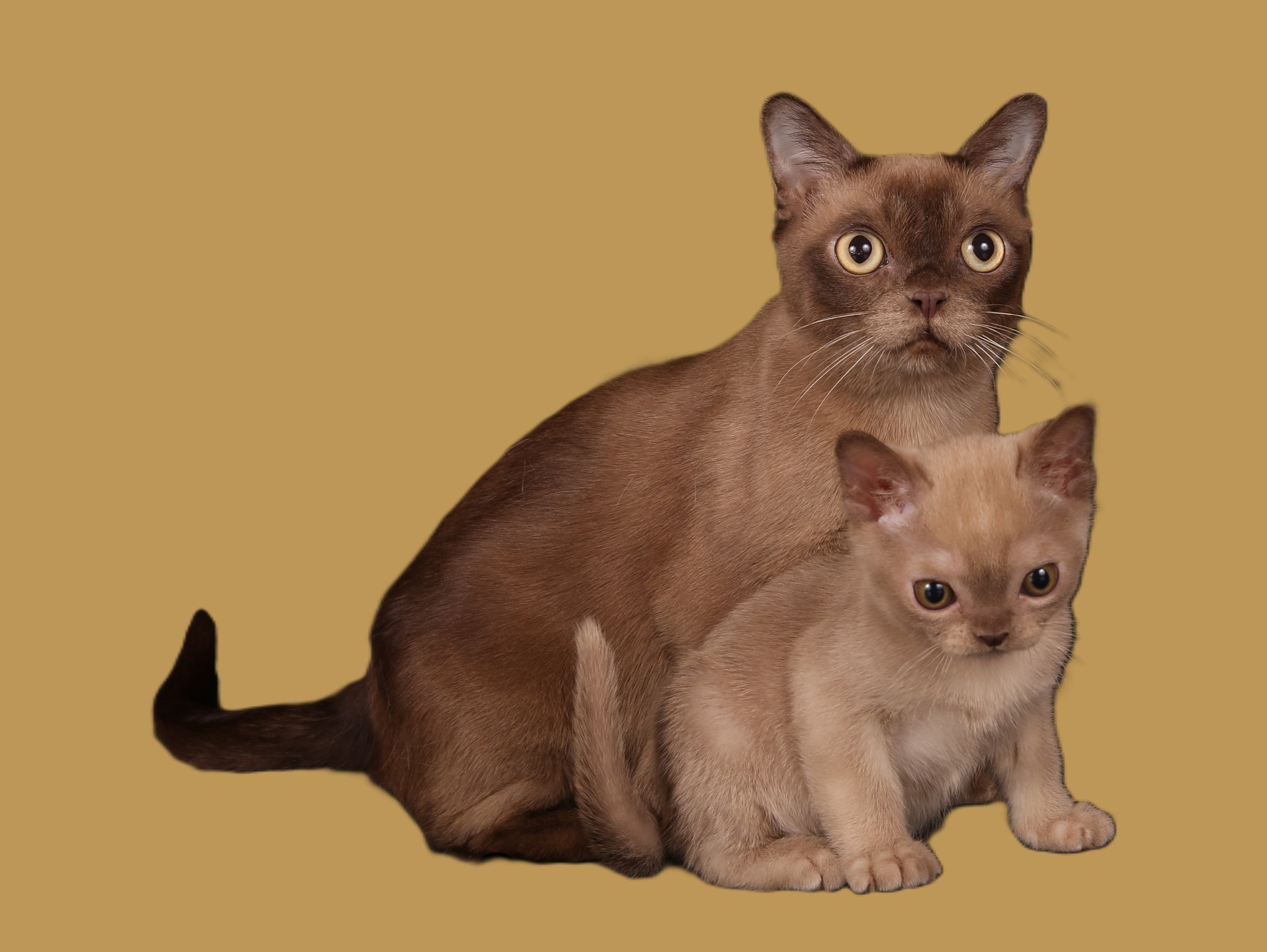 Котёнок американской бурмы. Las Burmas — питомник американской бурмы традиционных линий