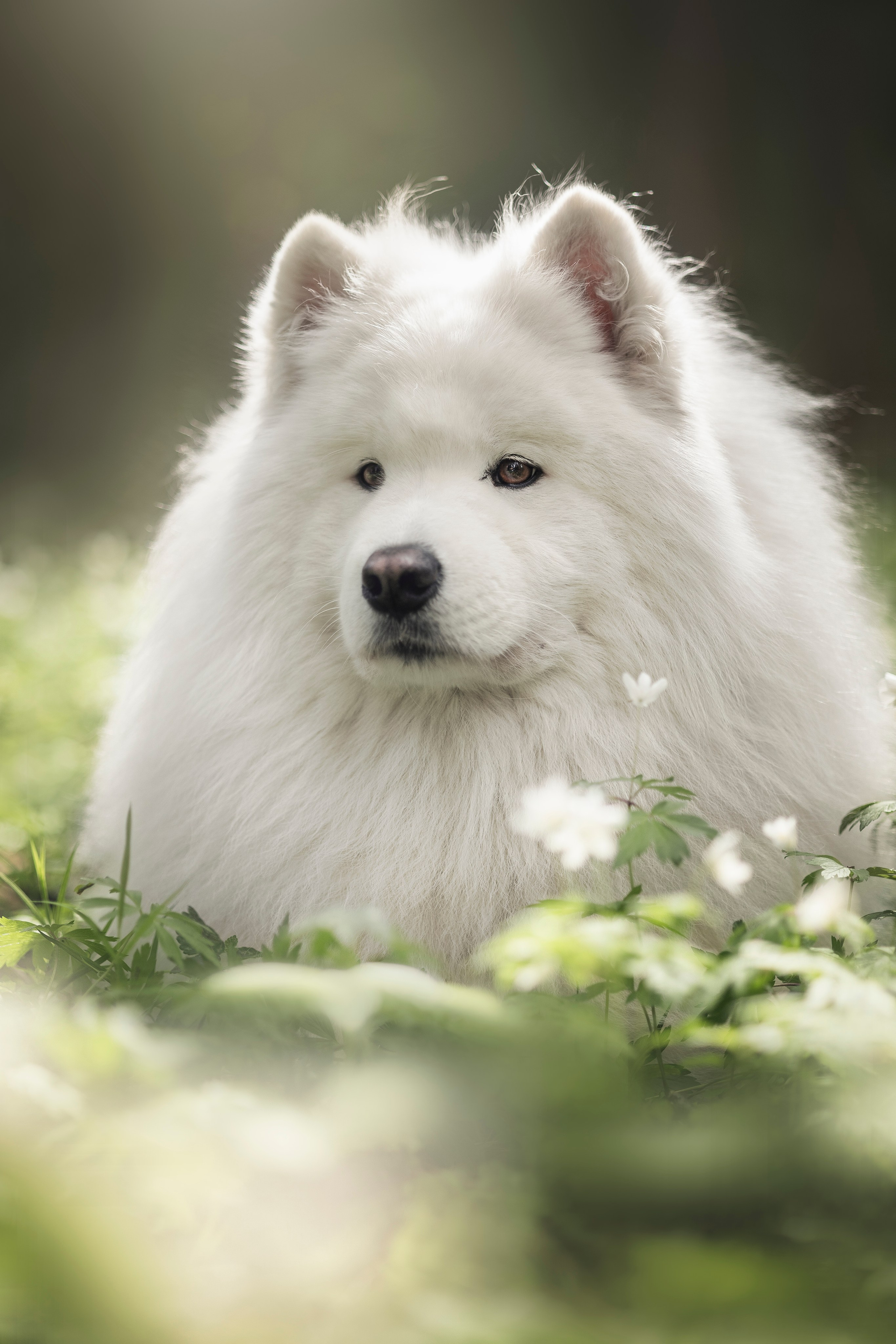 Фото собак, животных весной. Фотограф анималист в Москве Майорова Евгения