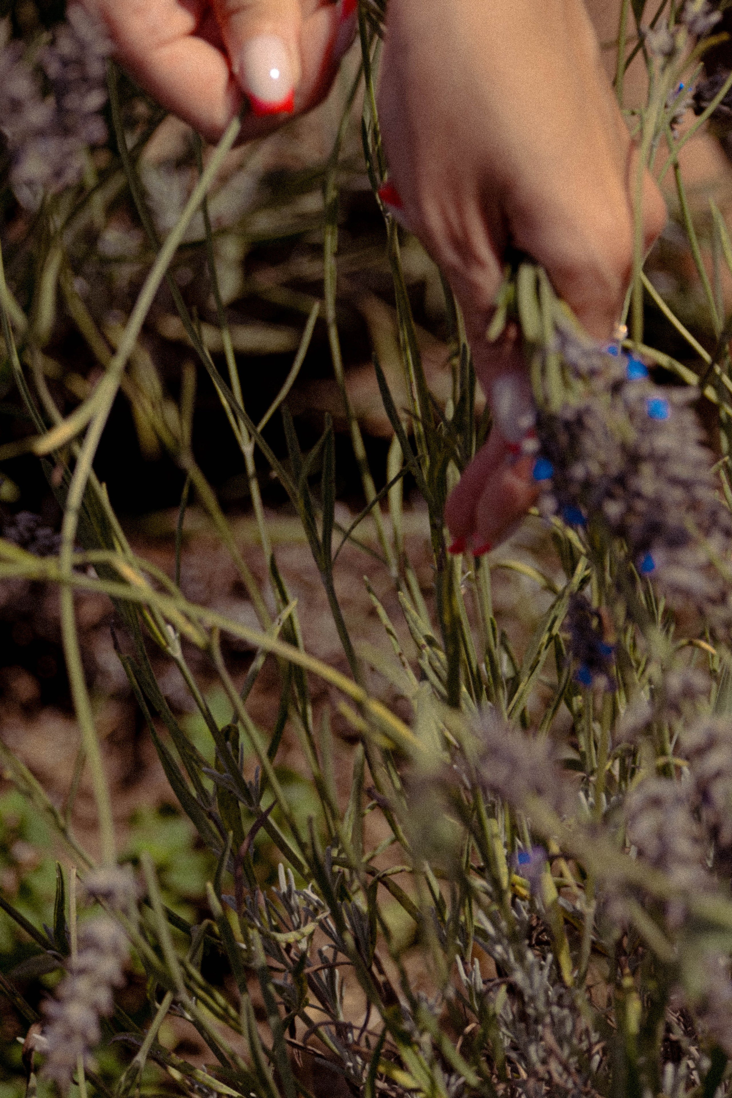 ЛАВАНВОДОВОЕ ПОЛЕ. Профессиональный фотограф, Санкт-Петербург — Виктория Богомолова