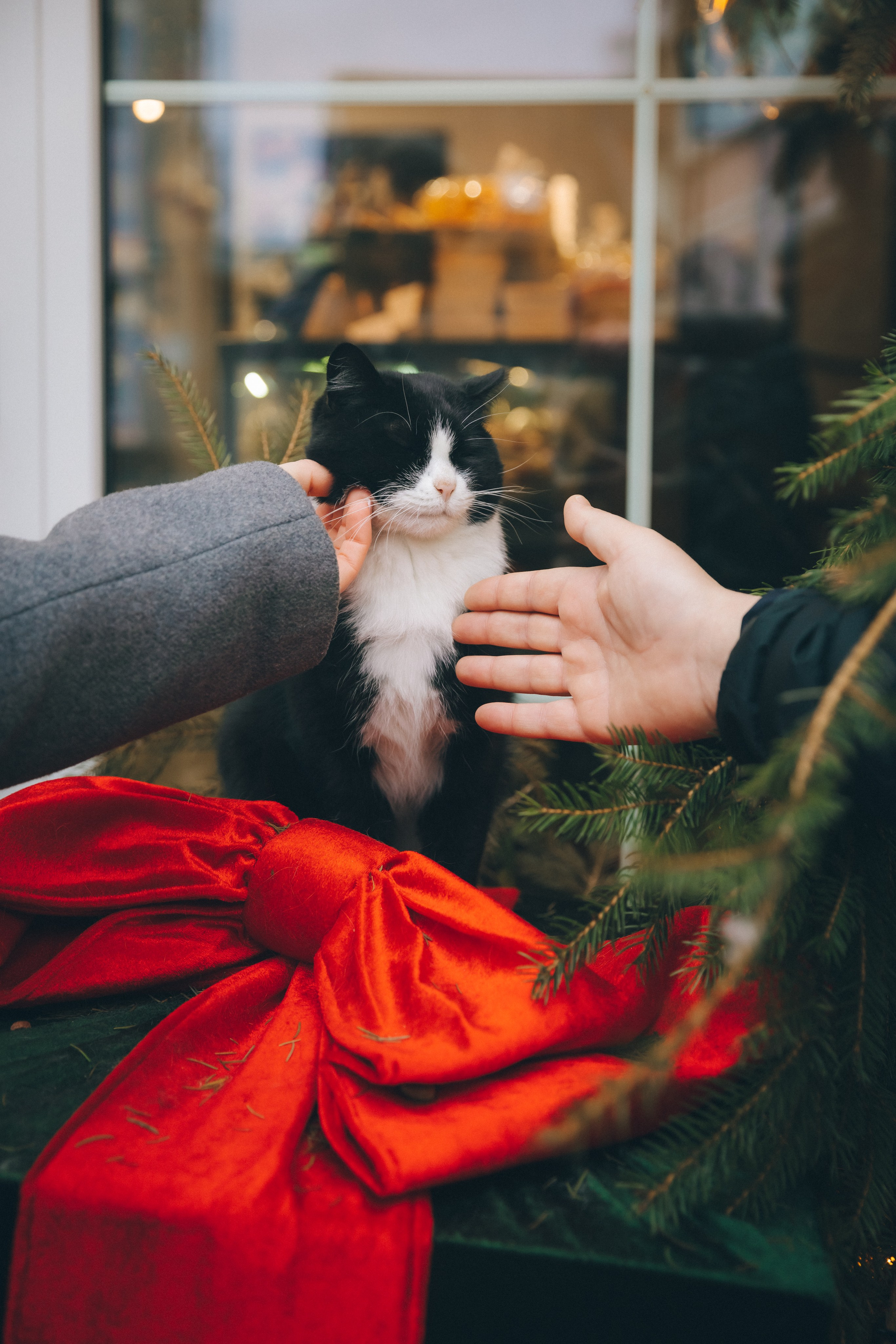 Коты Зеленоградска. Фотограф Зеленоградск Красильникова Елена