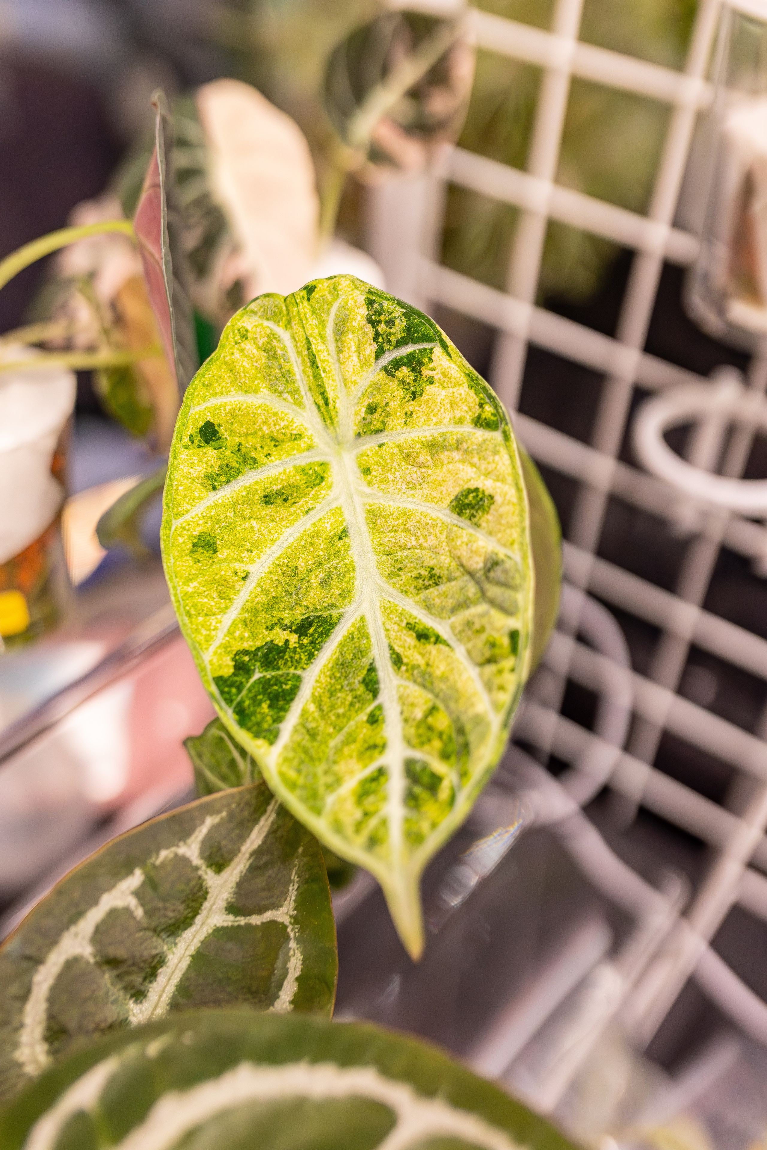 Монстериум апрель 2026. Александра Куликова фотограф, Москва