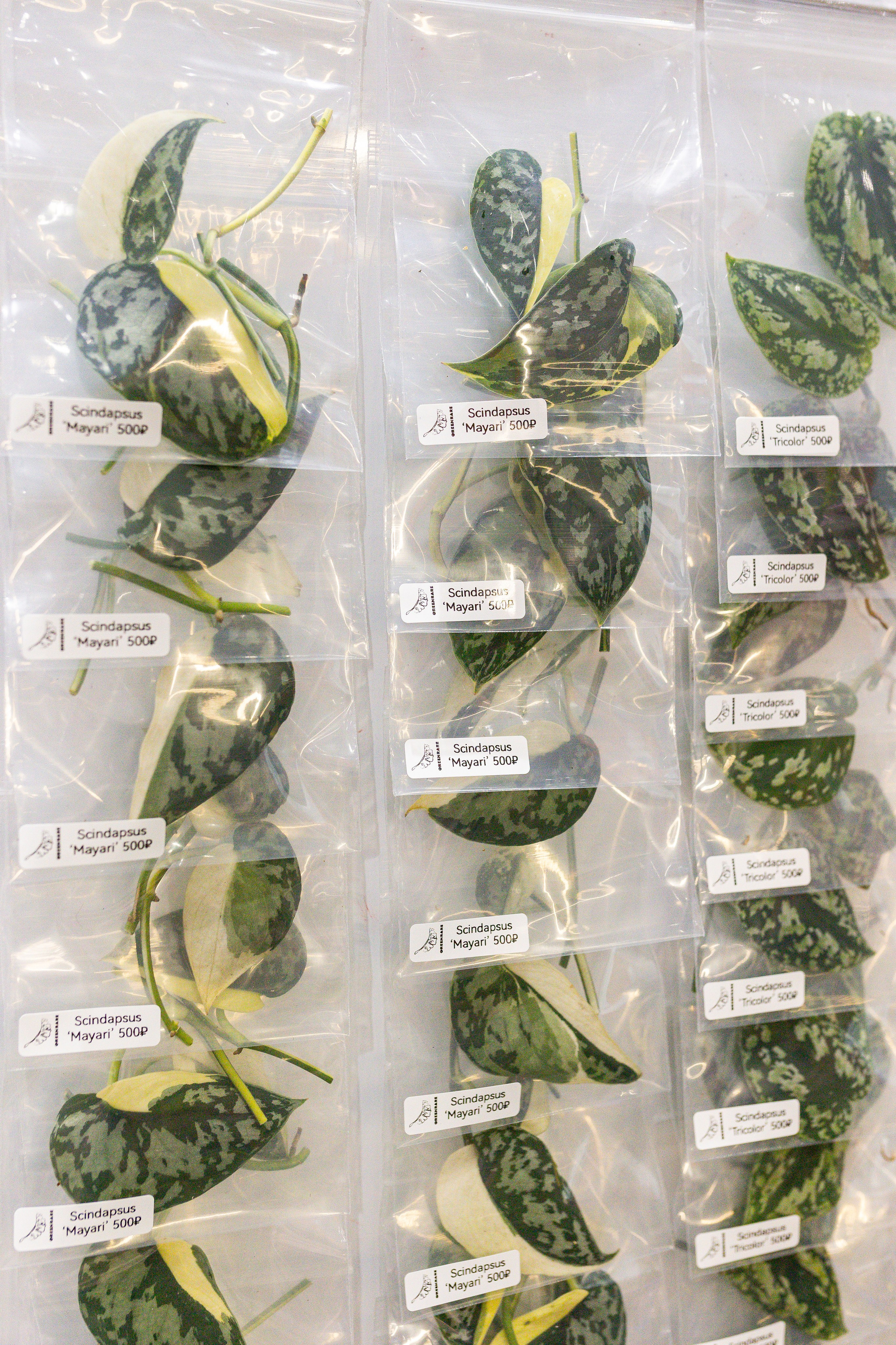 Монстериум 11–12 октября. Александра Куликова фотограф, Москва