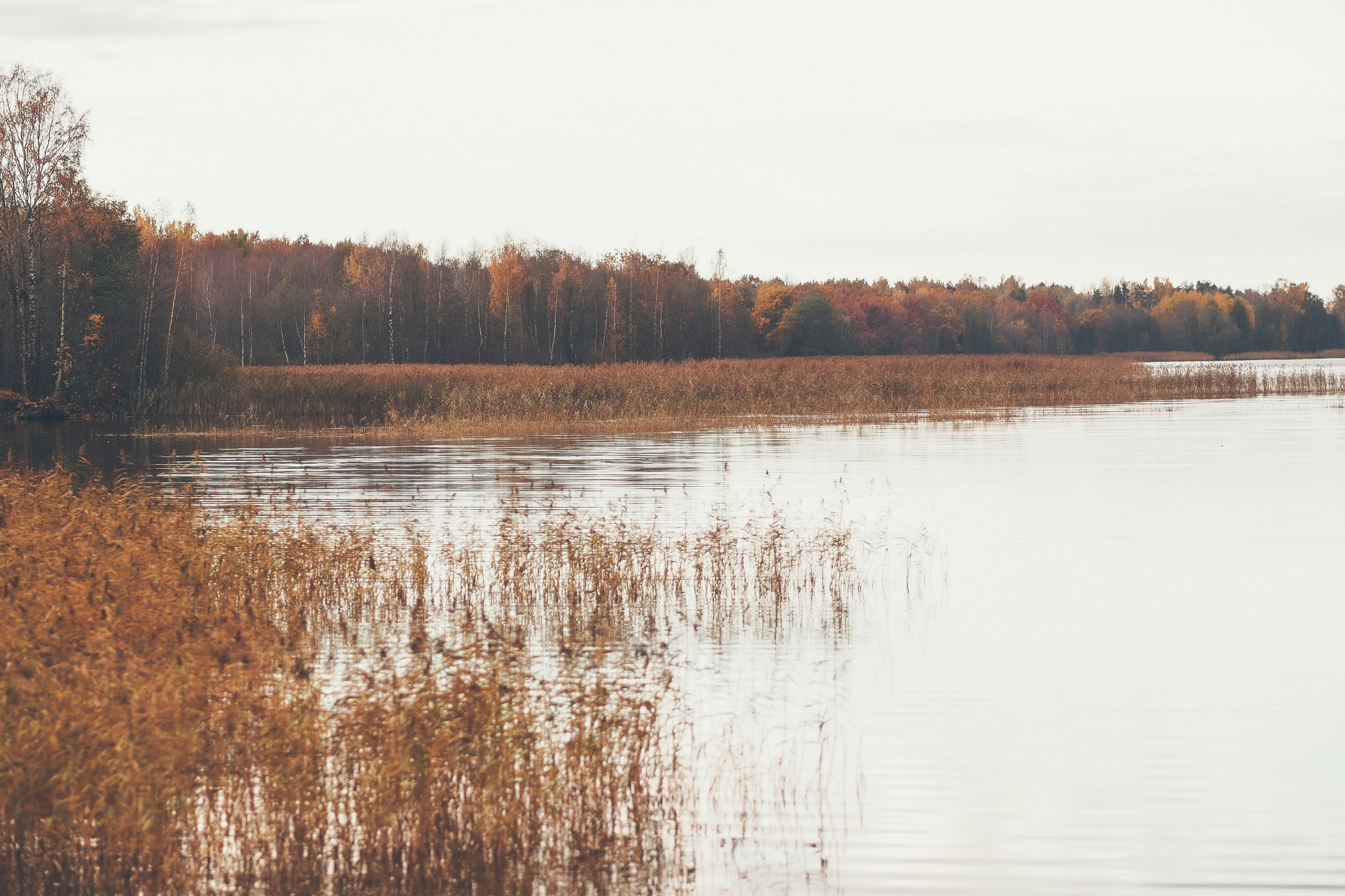 Сестрорецк. Свадебный фотограф Копков Геннадий