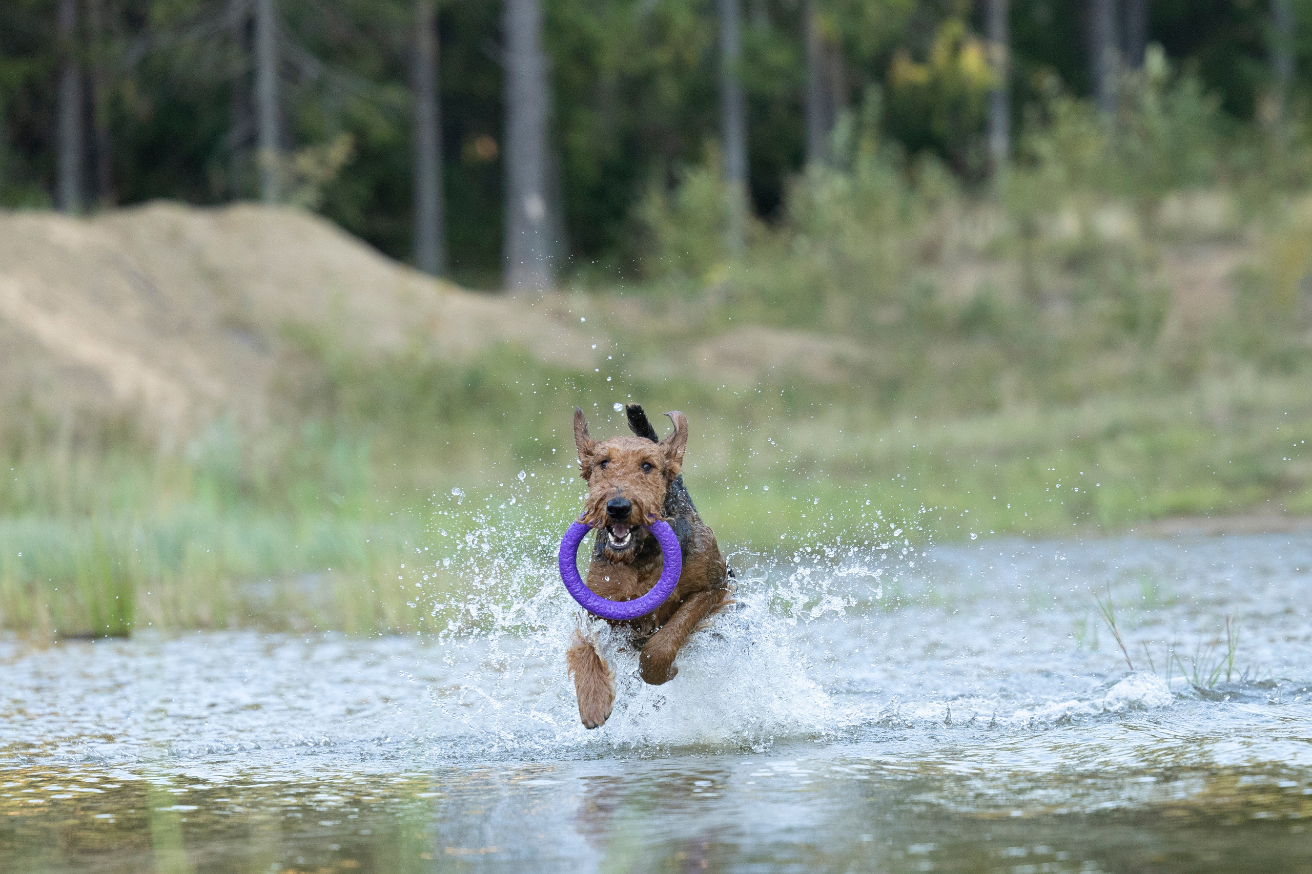 Харди. Фотограф-анималист Анна Маринич