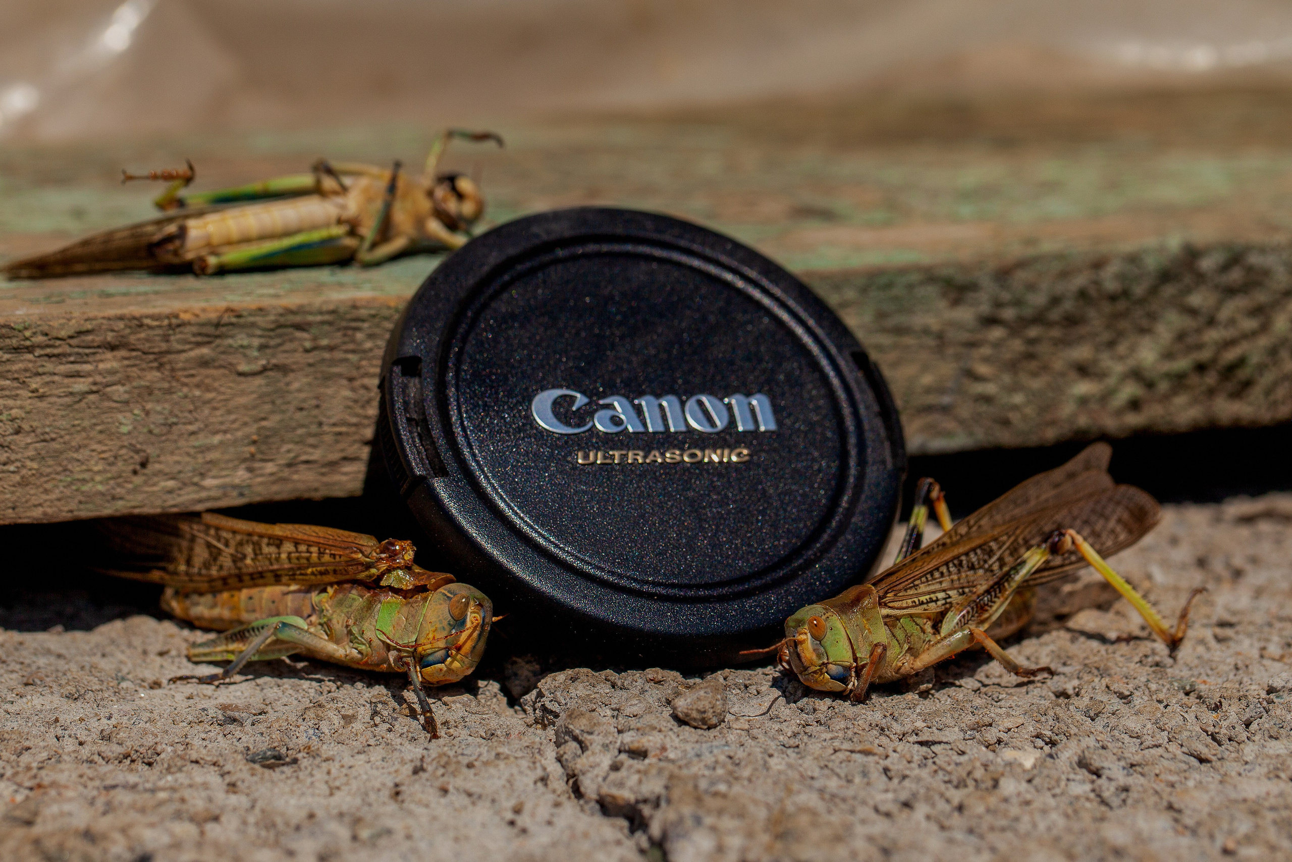 Саранча. Медиапродюсер, фотограф в Минеральных Водах —Виктор Холодов