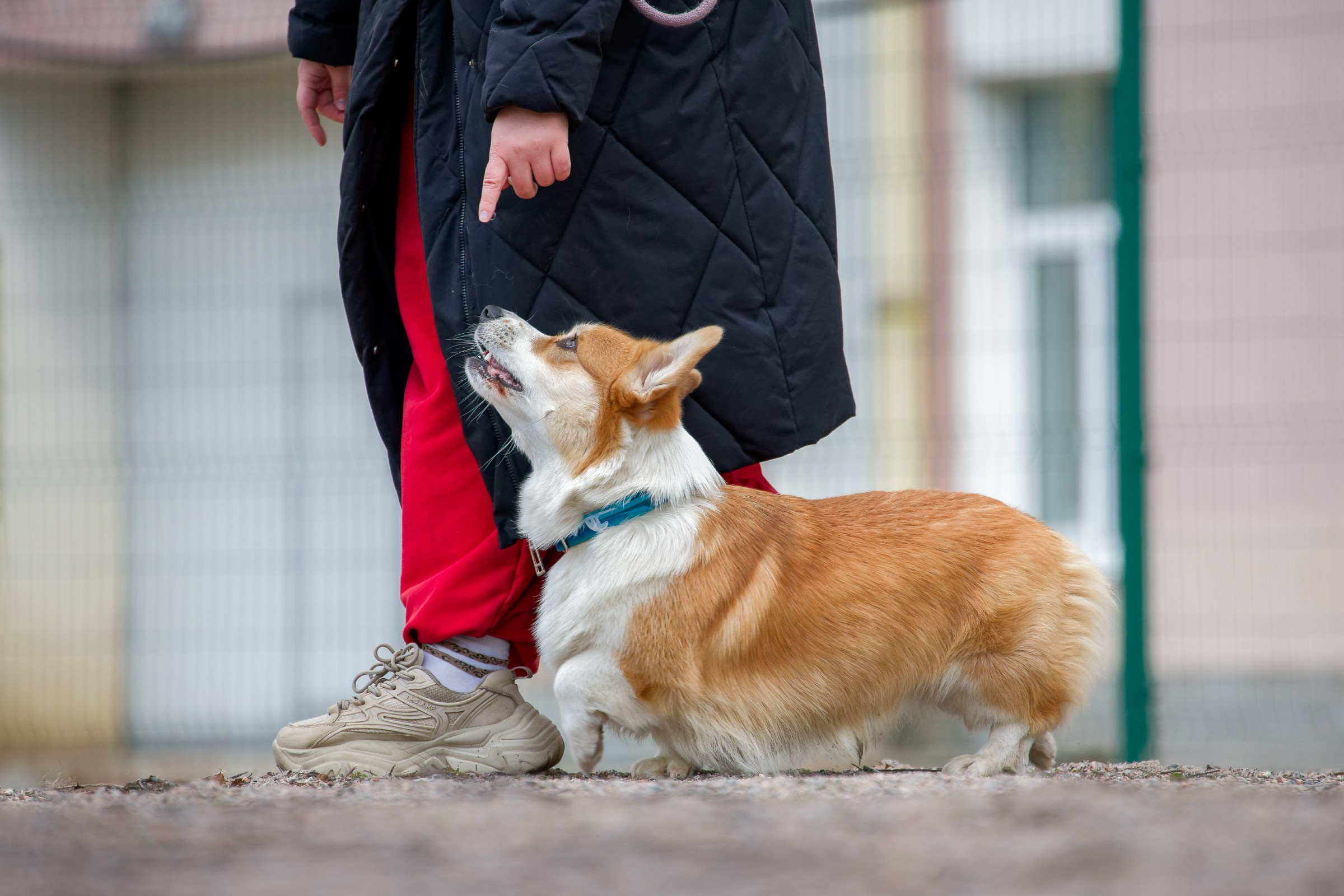 Соревнования «Пошагаем?» от школы дрессировки «Шаги». Irenephoto.ru