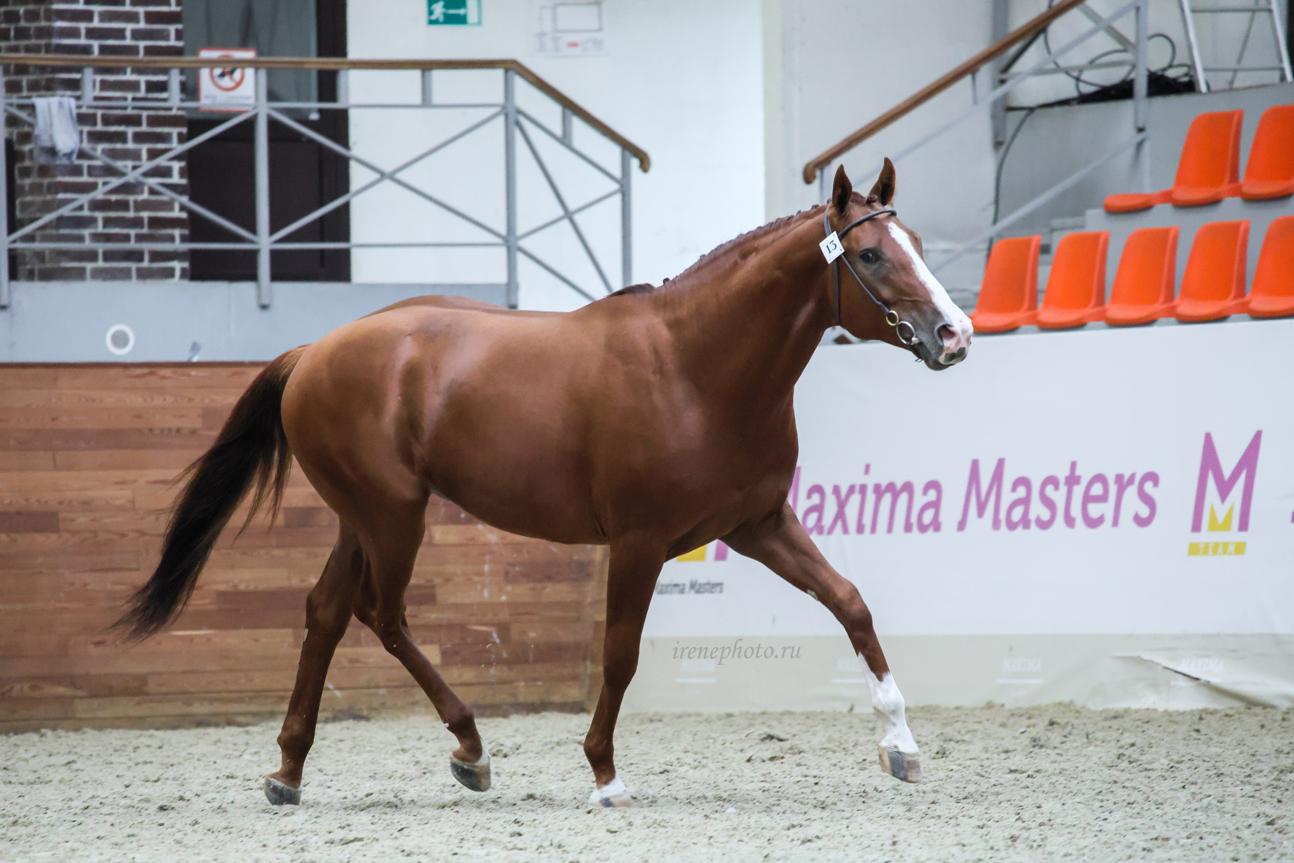 Конная Россия 2024. Irenephoto.ru