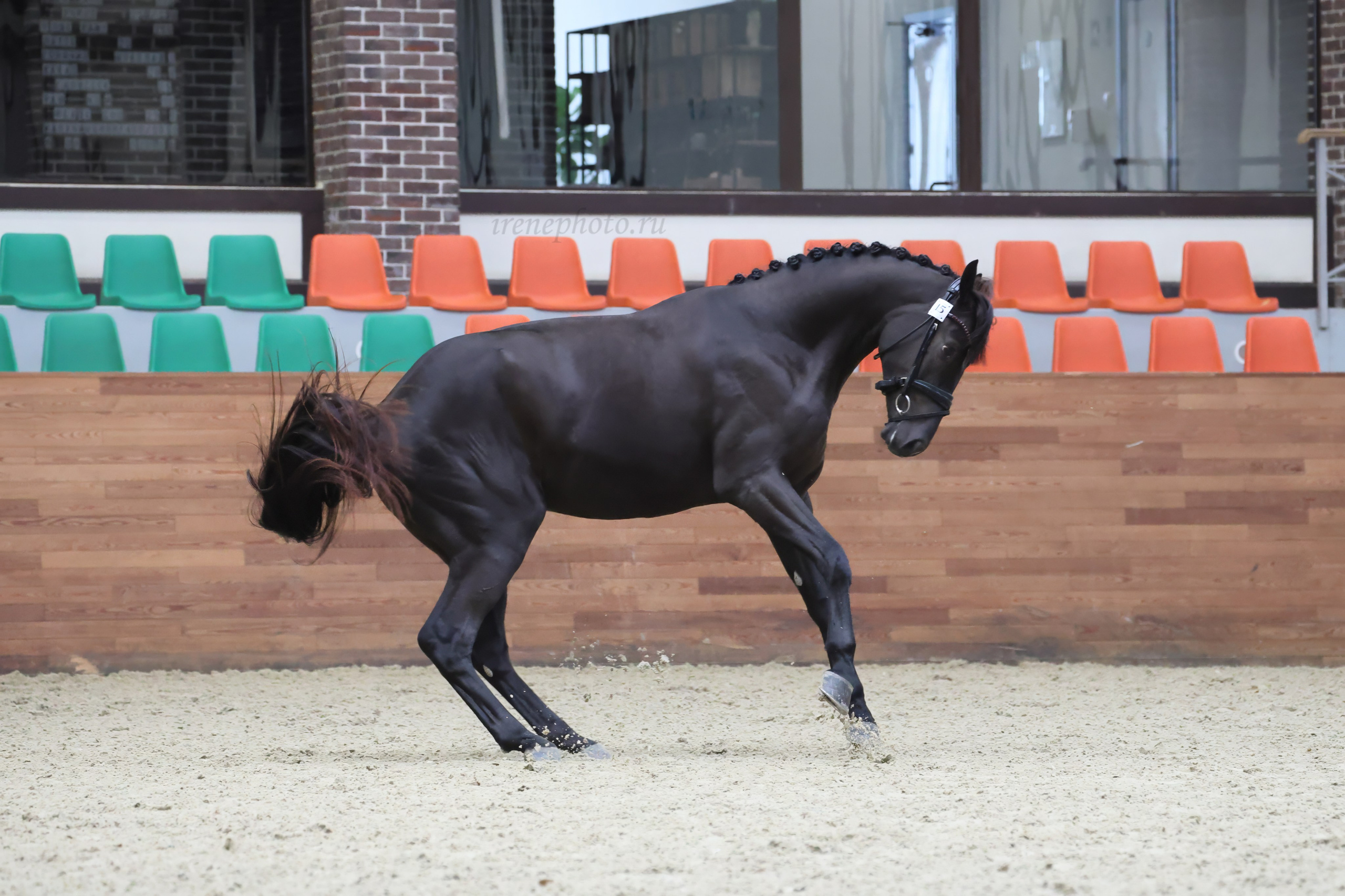 Конная Россия 2024 Оценка двигательных качеств. Irenephoto.ru