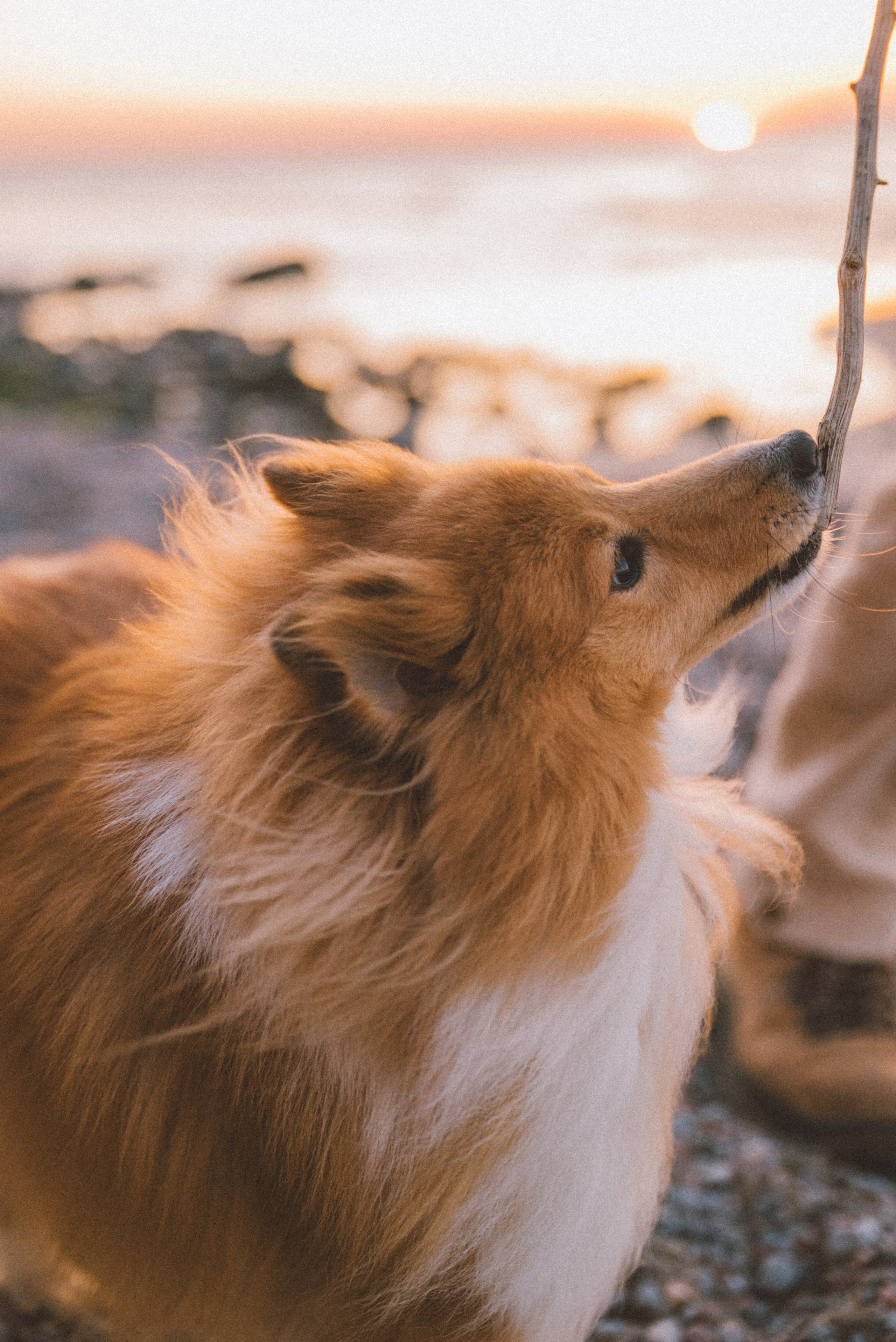 Анна и Артем. Фотограф Калининград Ангелина Воробьева