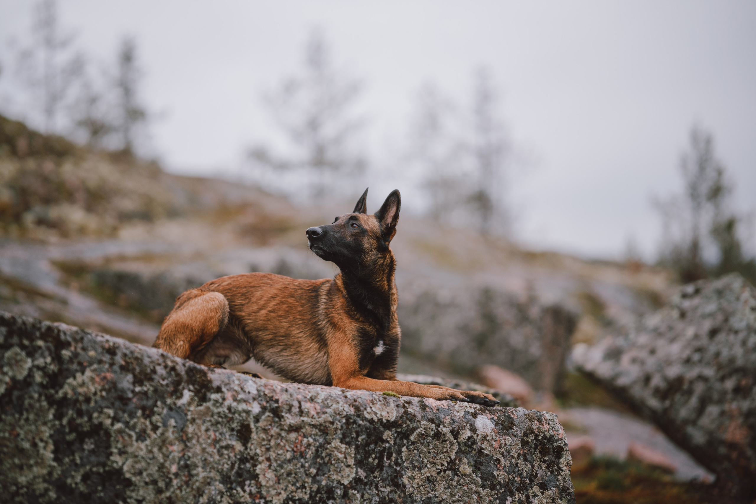 Раш. Фотограф анималист Осипчикова Мария