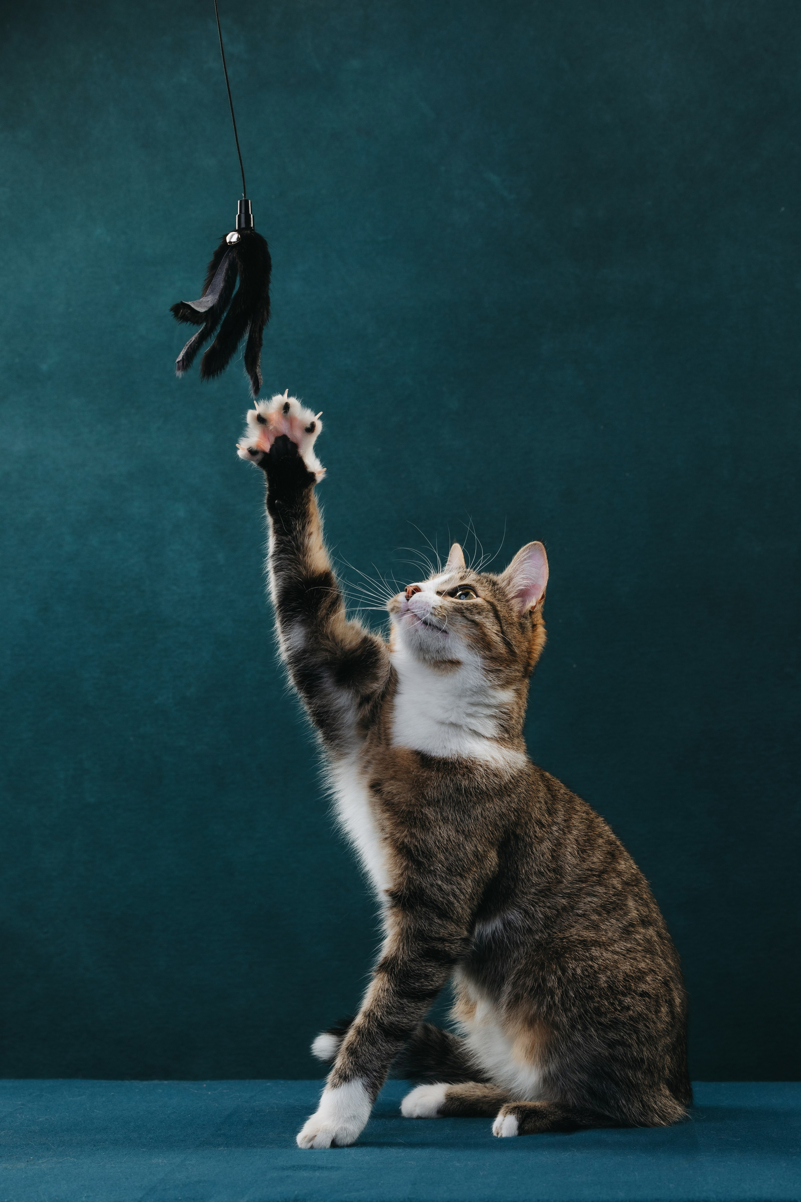 Коты Сет и Квентин. Фотограф анималист Осипчикова Мария