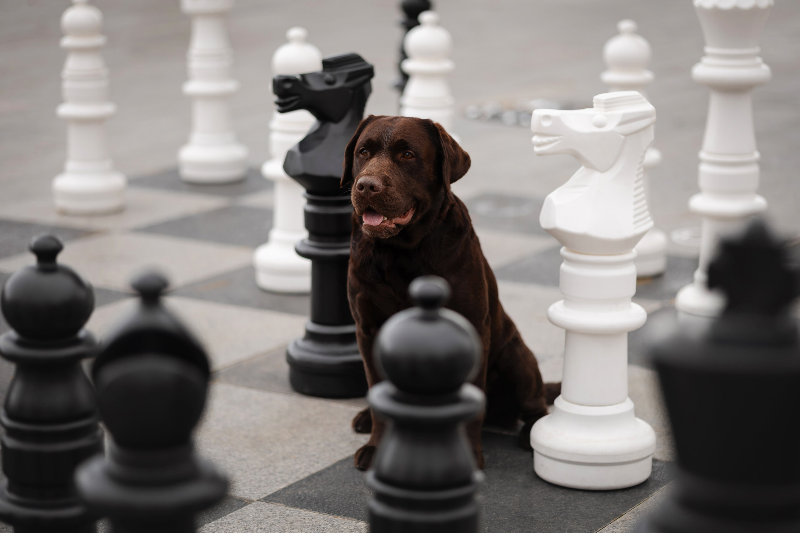 Фотосессия в центре Севастополя. Фотограф-анималист в Краснодаре Маша Мельникова