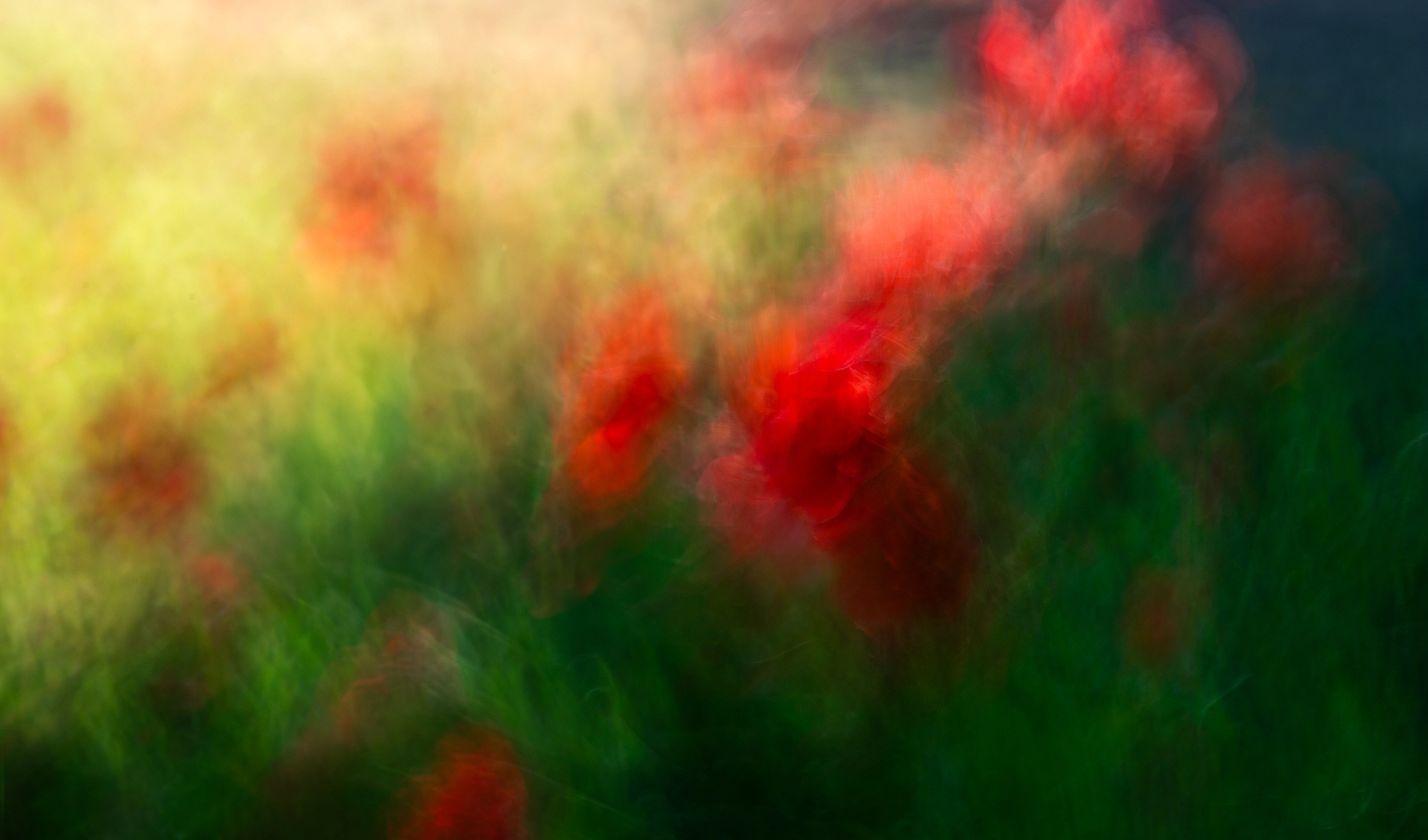 Лана Петрова, фотограф