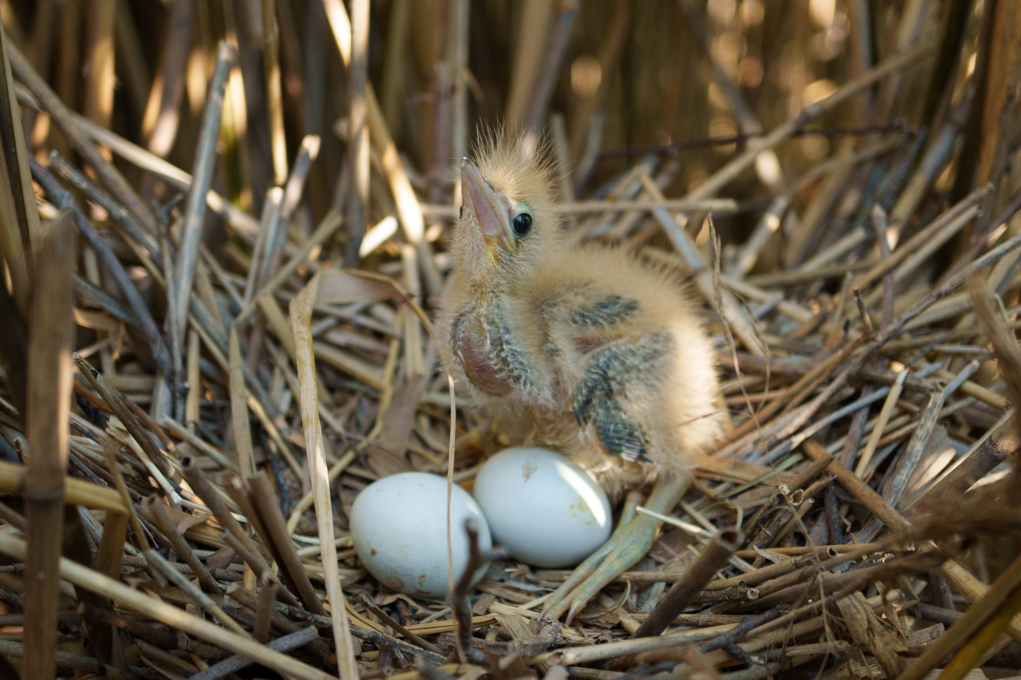 Удивительные мир птиц. Вокруг нас столько прекрасного — присмотритесь!. Ваш личный фотограф Марина Волкова