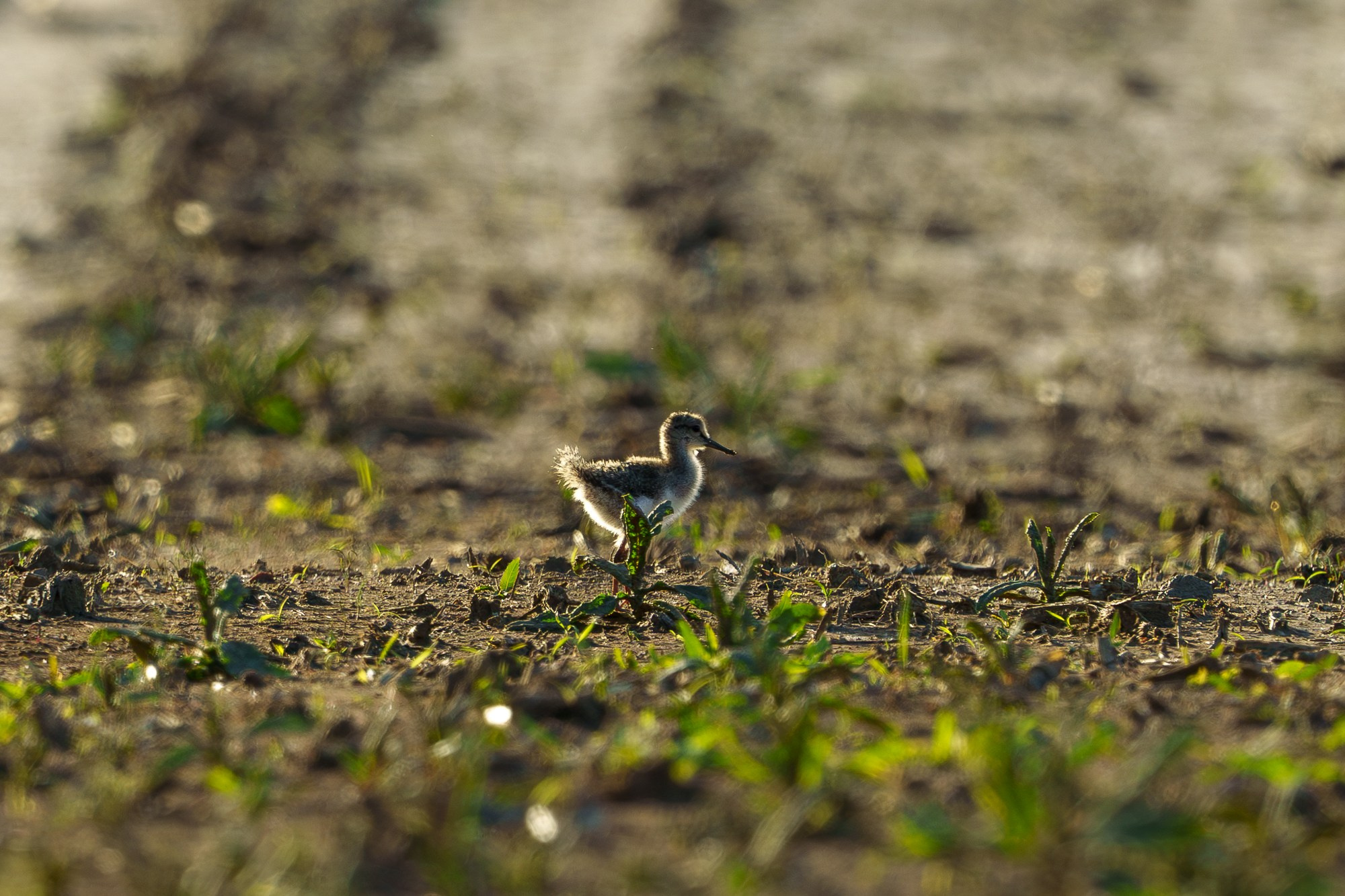 Удивительные мир птиц. Вокруг нас столько прекрасного — присмотритесь!. Ваш личный фотограф Марина Волкова