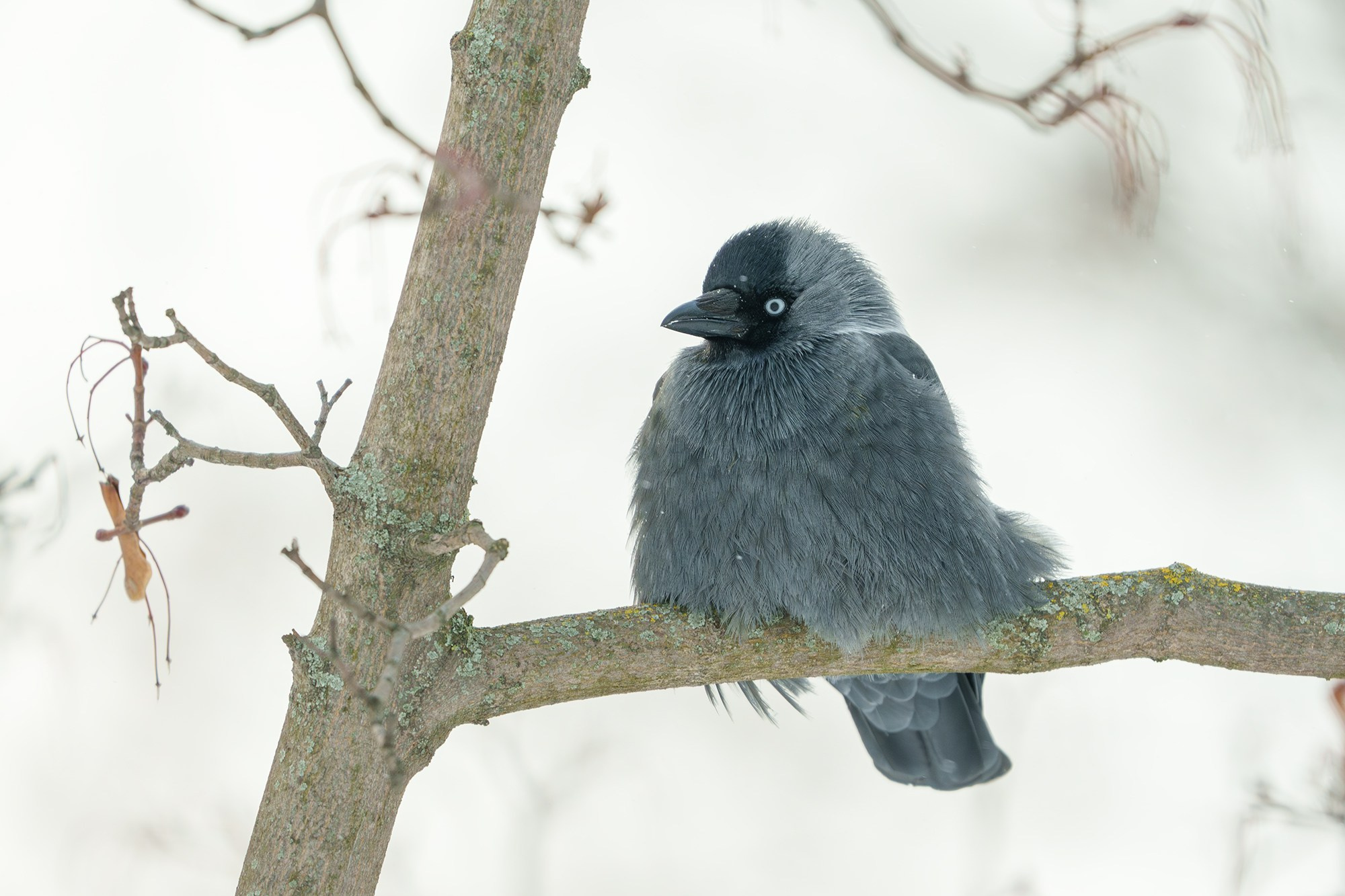 Удивительные мир птиц. Вокруг нас столько прекрасного — присмотритесь!. Ваш личный фотограф Марина Волкова